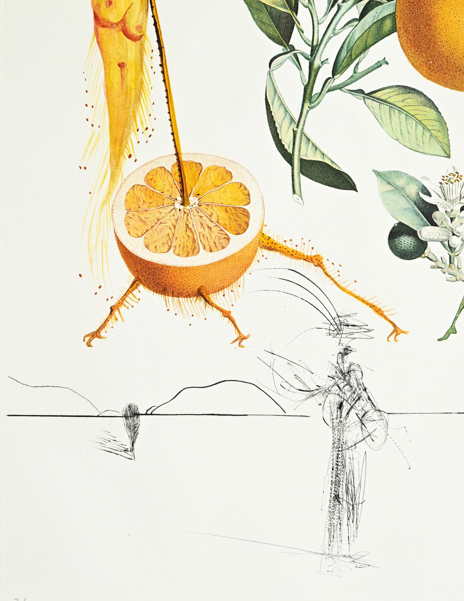 Salvador Dali (1904-1989), "FlorDali - Les Fruits", 1969, 10 pointes-sèches et lithographies en - 12