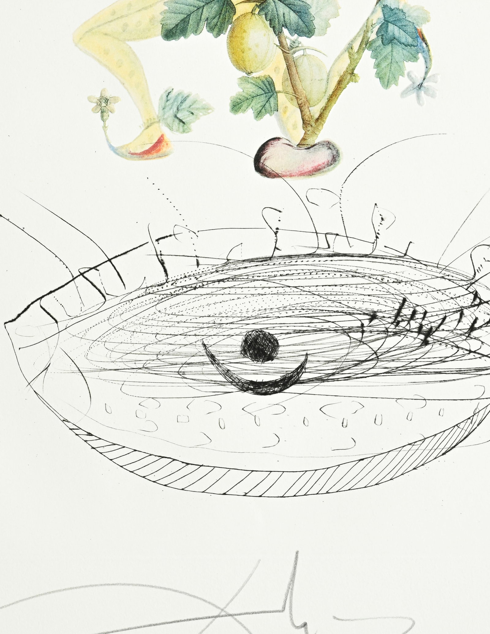 Salvador Dali (1904-1989), "FlorDali - Les Fruits", 1969, 10 pointes-sèches et lithographies en - 13