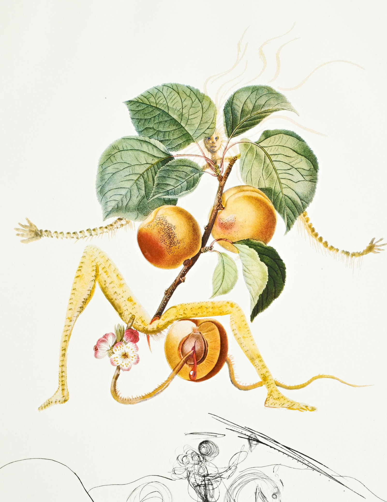 Salvador Dali (1904-1989), "FlorDali - Les Fruits", 1969, 10 pointes-sèches et lithographies en - 14
