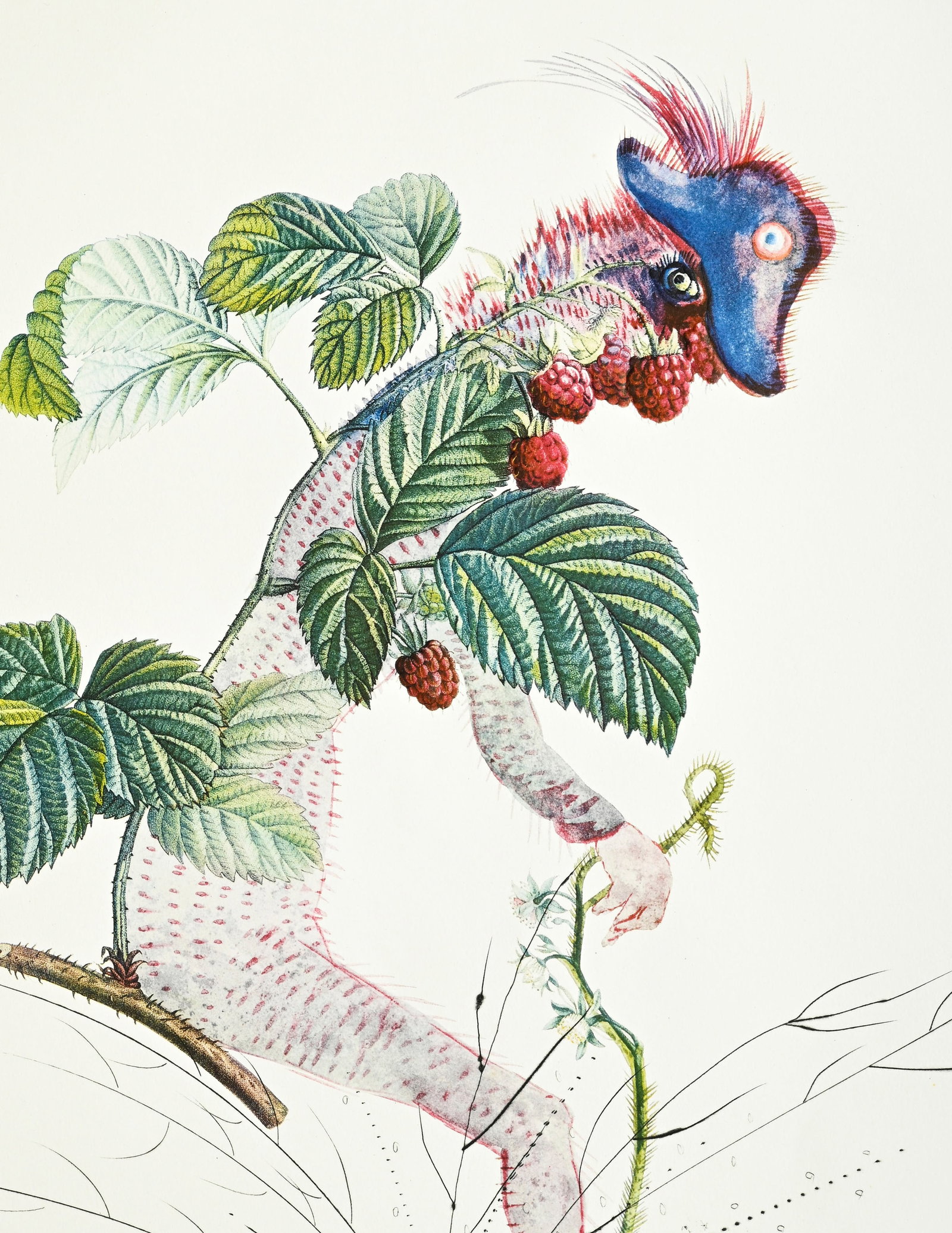 Salvador Dali (1904-1989), "FlorDali - Les Fruits", 1969, 10 pointes-sèches et lithographies en - 15