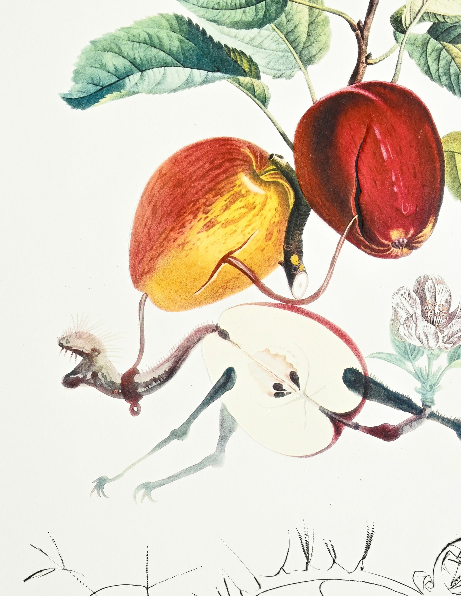 Salvador Dali (1904-1989), "FlorDali - Les Fruits", 1969, 10 pointes-sèches et lithographies en - 16