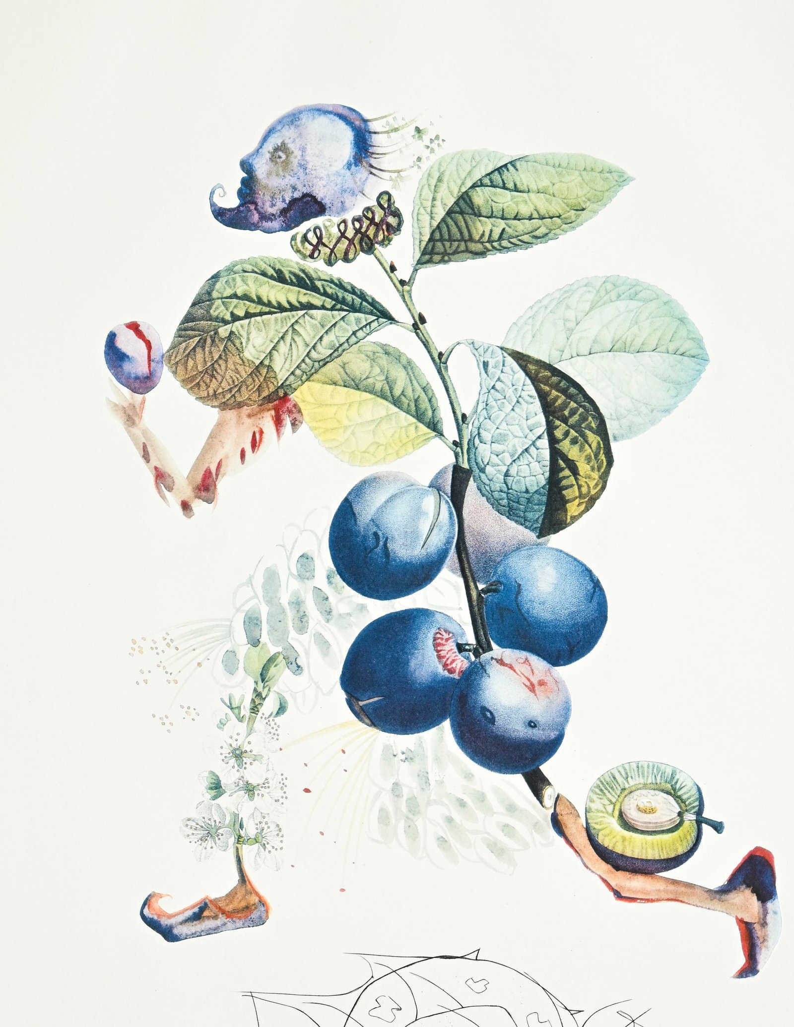 Salvador Dali (1904-1989), "FlorDali - Les Fruits", 1969, 10 pointes-sèches et lithographies en - 17