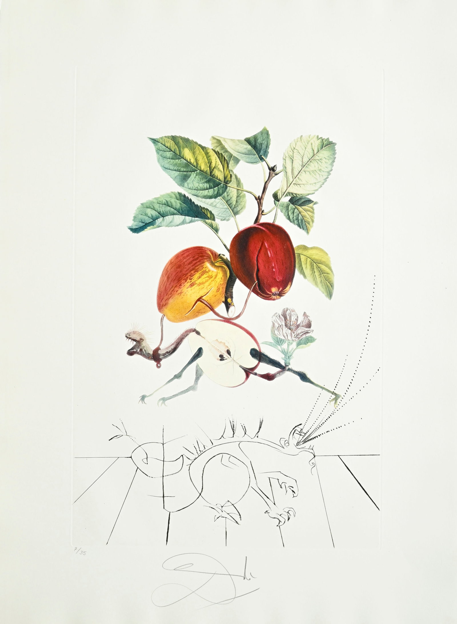 Salvador Dali (1904-1989), "FlorDali - Les Fruits", 1969, 10 pointes-sèches et lithographies en - 8