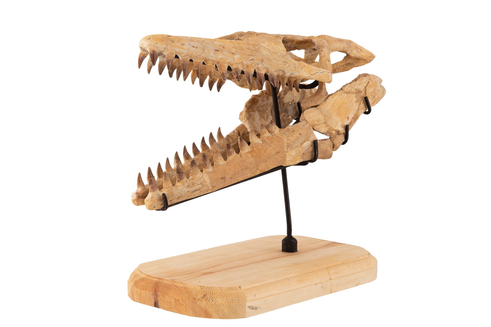 Crâne fossilisé de reptile marin mosasaurus sp, Crétacé supérieur (82-66 mi: Crâne fossilisé de reptile marin mosasaurus sp, Crétacé supérieur (82-66 millions d'années), sur support sur mesure, long. 43 cm