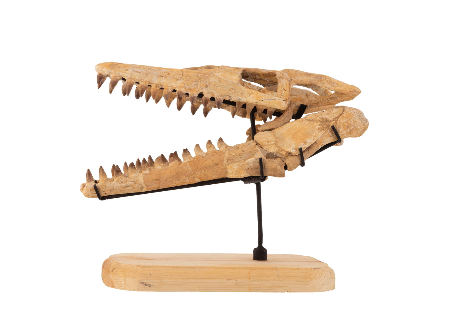 Crâne fossilisé de reptile marin mosasaurus sp, Crétacé supérieur (82-66 mi - 2