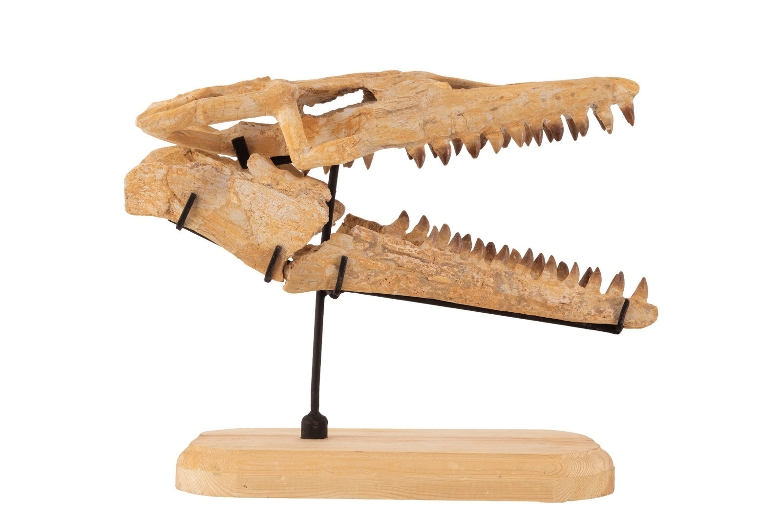 Crâne fossilisé de reptile marin mosasaurus sp, Crétacé supérieur (82-66 mi - 3