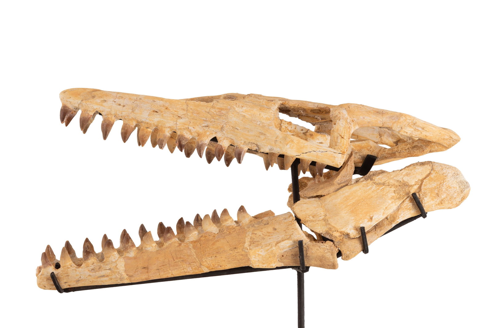 Crâne fossilisé de reptile marin mosasaurus sp, Crétacé supérieur (82-66 mi - 4