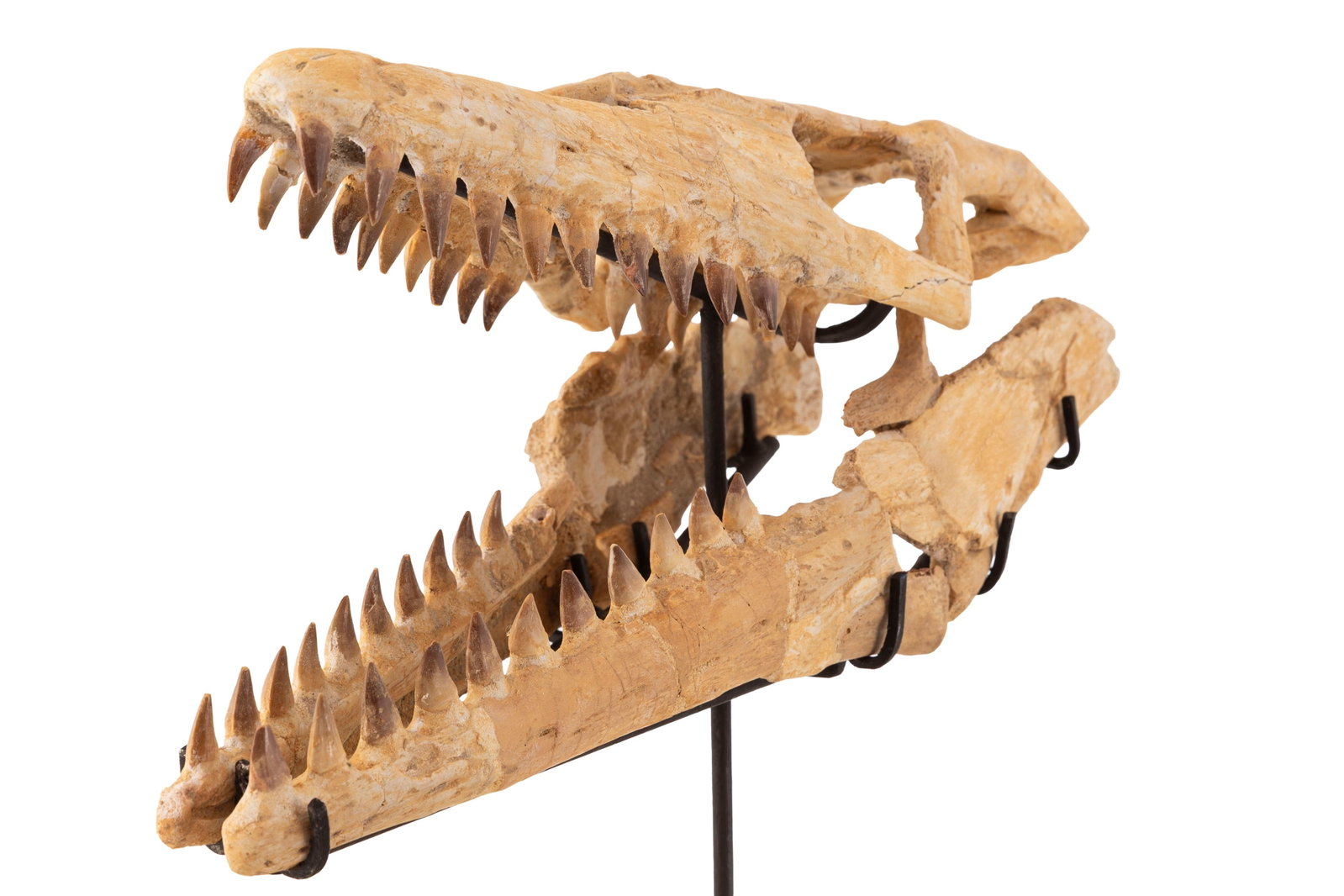 Crâne fossilisé de reptile marin mosasaurus sp, Crétacé supérieur (82-66 mi - 5