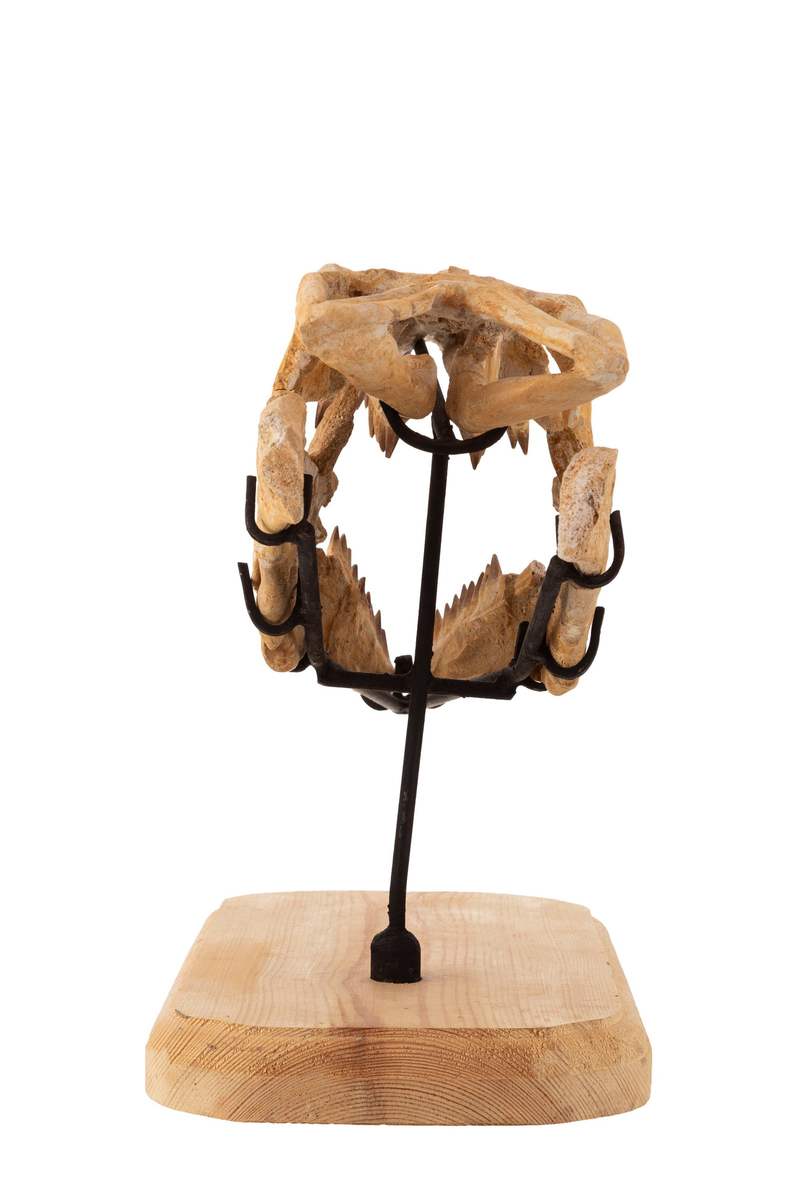 Crâne fossilisé de reptile marin mosasaurus sp, Crétacé supérieur (82-66 mi - 6