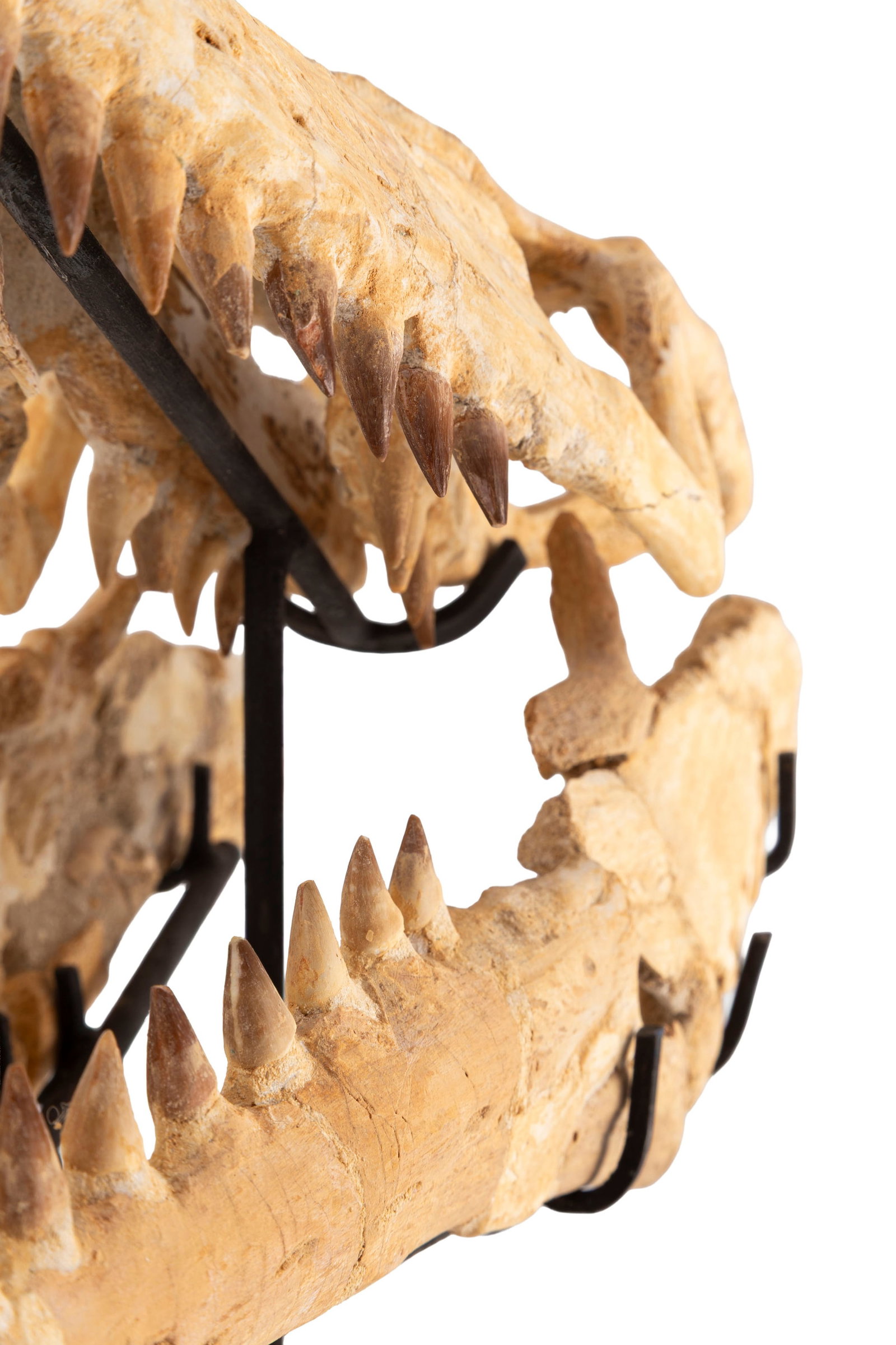 Crâne fossilisé de reptile marin mosasaurus sp, Crétacé supérieur (82-66 mi - 7