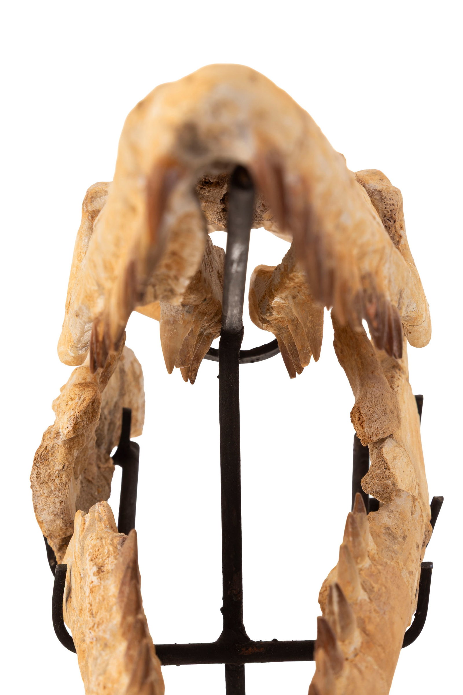 Crâne fossilisé de reptile marin mosasaurus sp, Crétacé supérieur (82-66 mi - 8