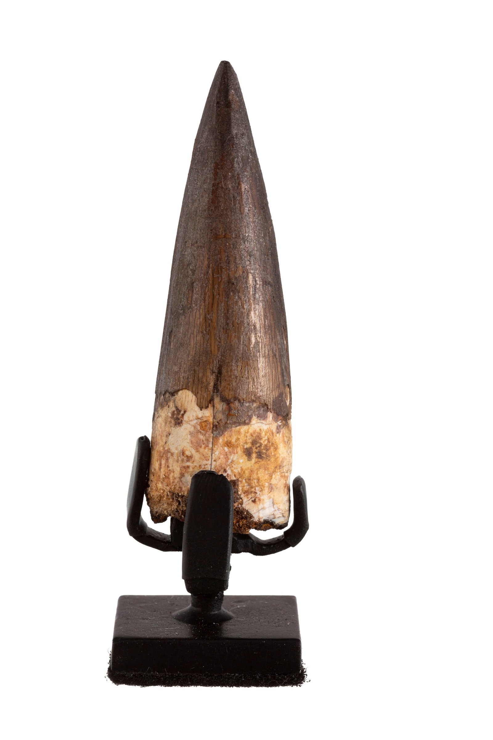 Dent de Spinosaurus aegyptiacus, Maroc, plateau des Kem Kem, Crétacé cénomanien (\~97: Dent de Spinosaurus aegyptiacus, Maroc, plateau des Kem Kem, Crétacé cénomanien (~97 millions d'années), avec socle sur mesure, h. 7,7 cm