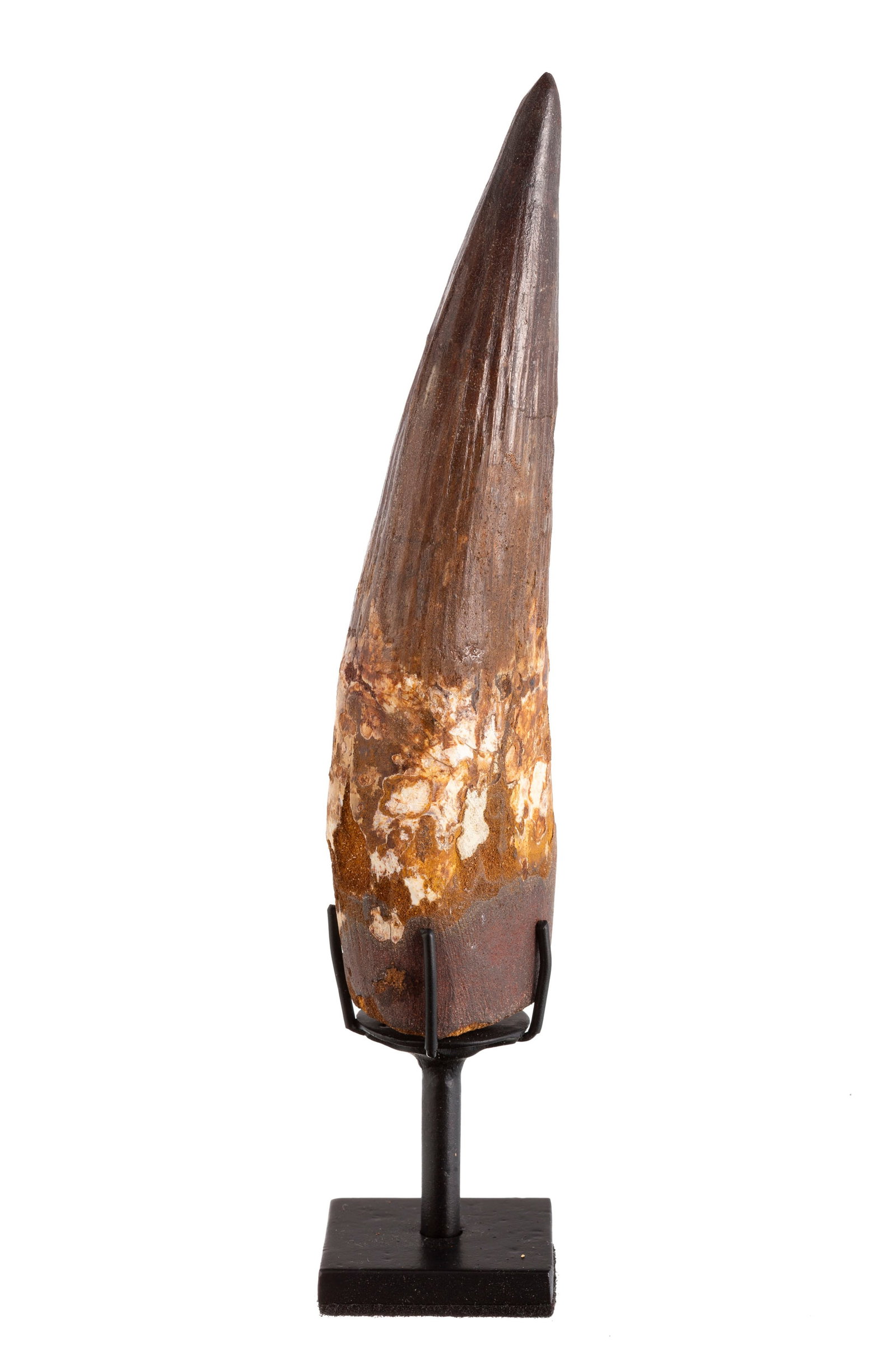 Très grande dent de Spinosaurus aegyptiacus, Maroc, plateau des Kem Kem, Crétacé c: Très grande dent de Spinosaurus aegyptiacus, Maroc, plateau des Kem Kem, Crétacé cénomanien (~97 millions d'années), avec socle sur mesure, h. 15,7 cm