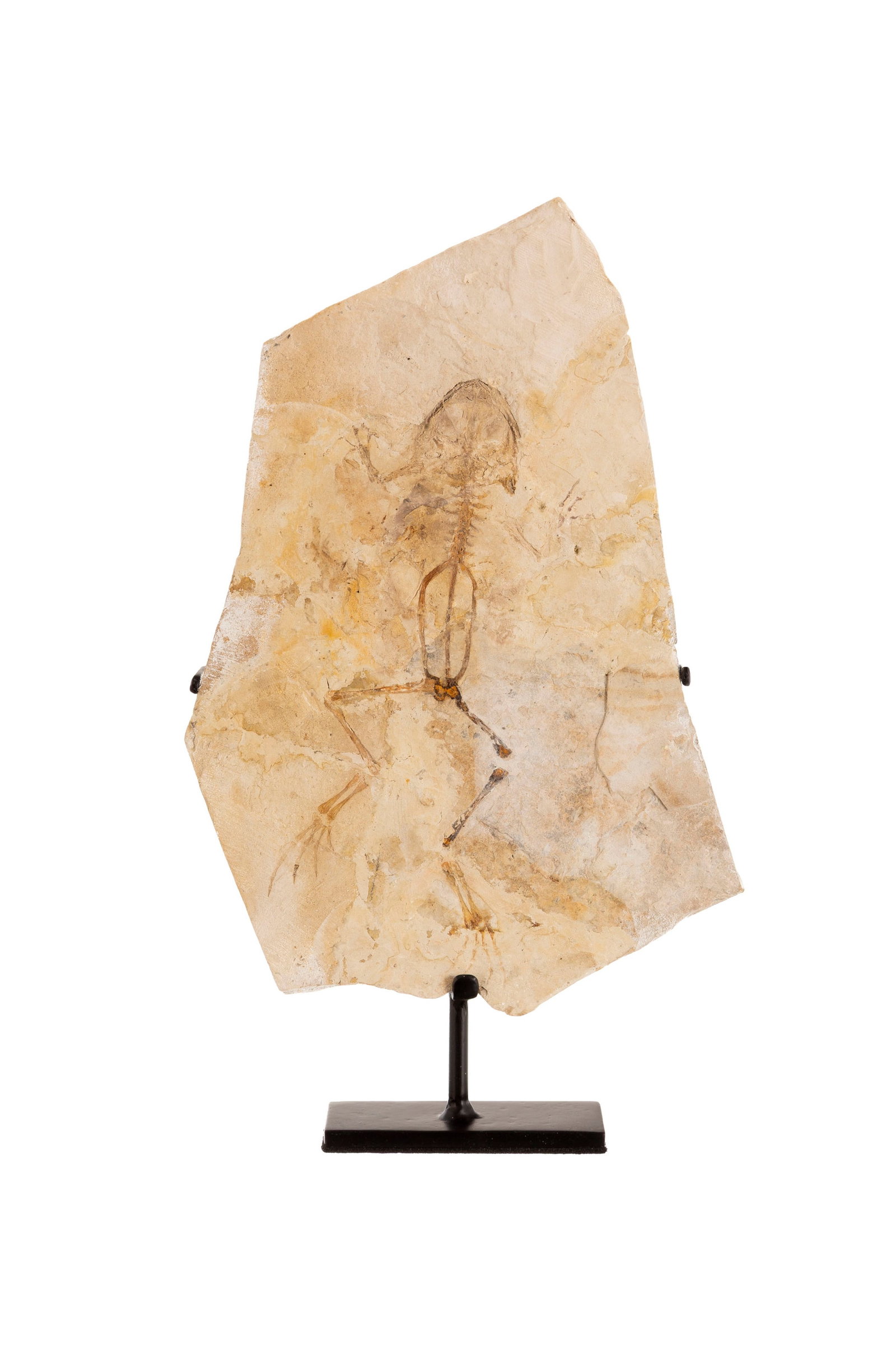 Grenouille fossilisée Genibatrachus baoshanensis, Asie, Crétacé inférieur (130 &: Grenouille fossilisée Genibatrachus baoshanensis, Asie, Crétacé inférieur (130 à 122 millions d'années), avec socle sur mesure, 27 x 17 cm