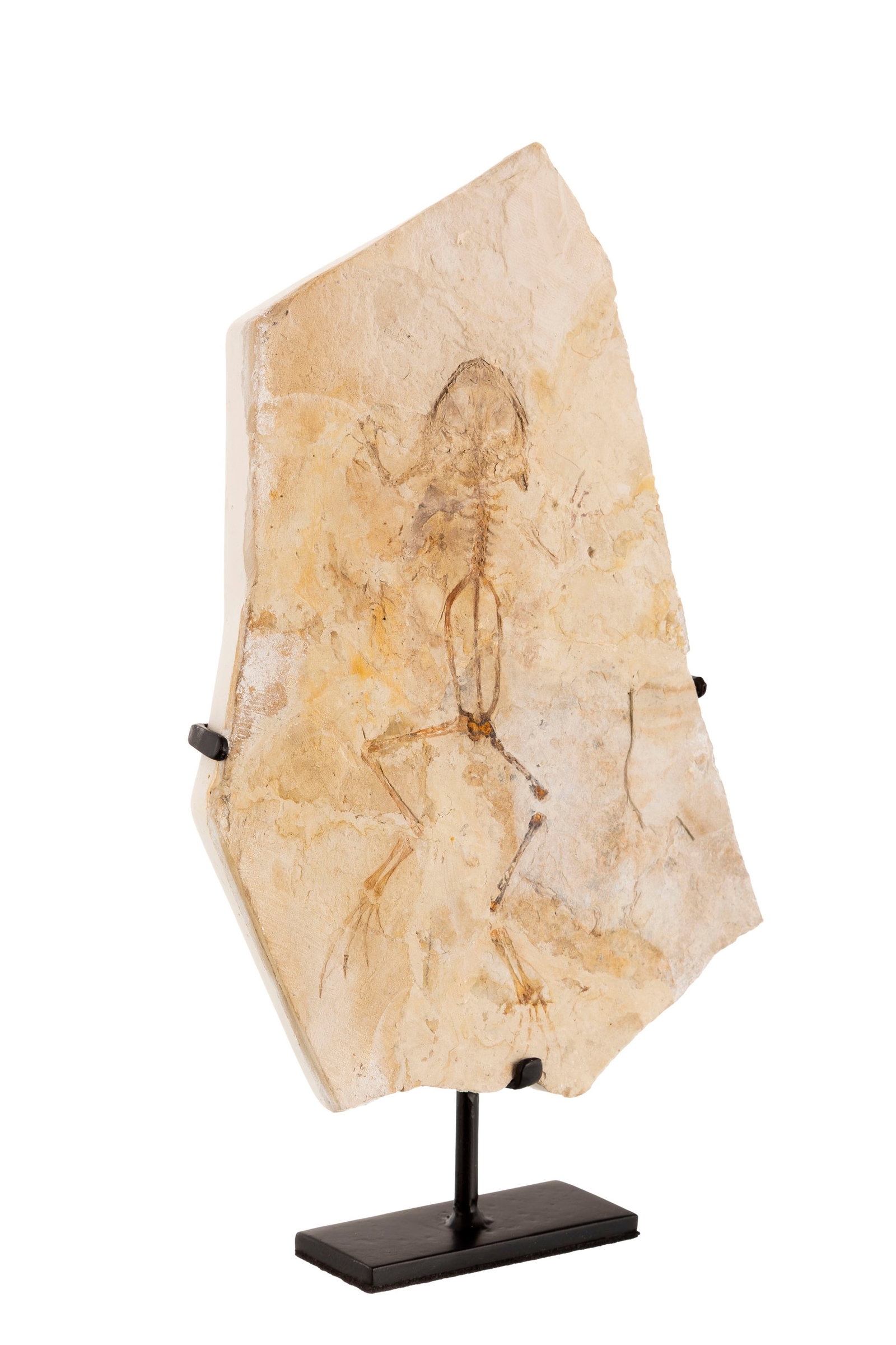 Grenouille fossilisée Genibatrachus baoshanensis, Asie, Crétacé inférieur (130 & - 2