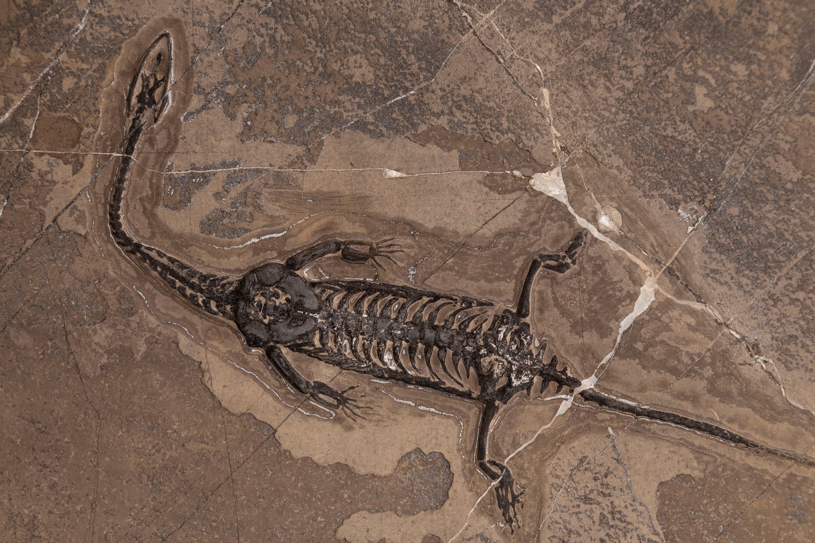 Dinosaure marin fossilisé Keichousaurus hui, Chine (province du Guizhou), Trias moyen (\~240 mi - 3