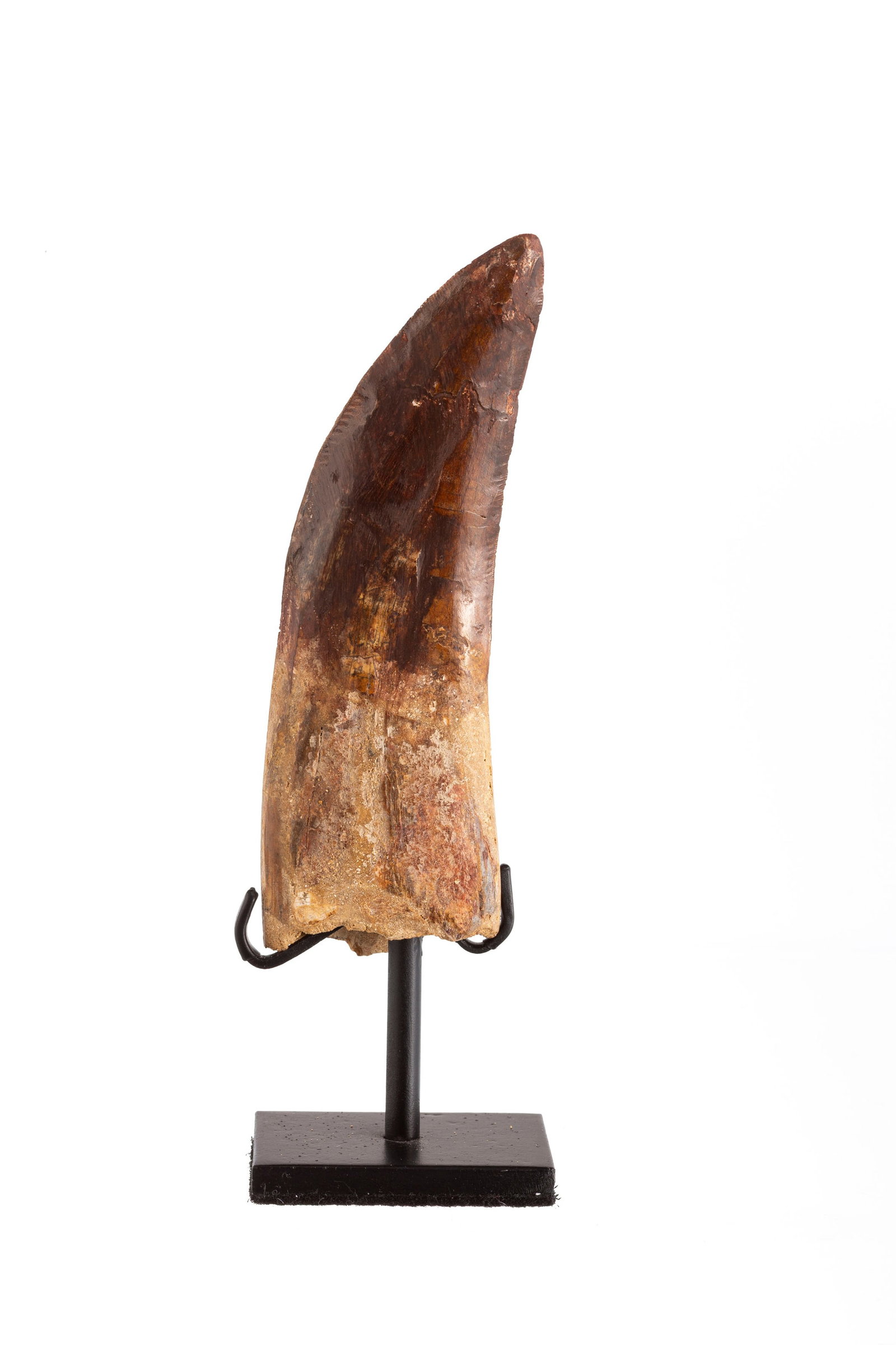 Grande dent de Carcharodontosaurus "T-Rex africain", Maroc, Crétacé (100-93 millions d'ann: Grande dent de Carcharodontosaurus "T-Rex africain", Maroc, Crétacé (100-93 millions d'années), avec socle sur mesure, h. 15,4 cm