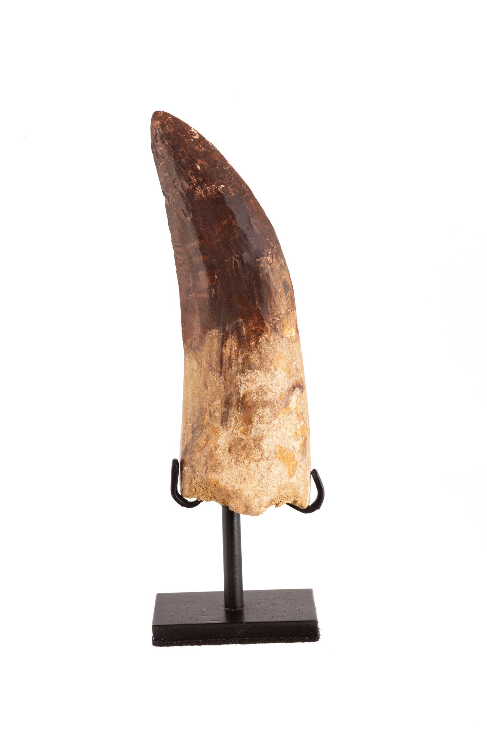 Grande dent de Carcharodontosaurus "T-Rex africain", Maroc, Crétacé (100-93 millions d'ann - 2