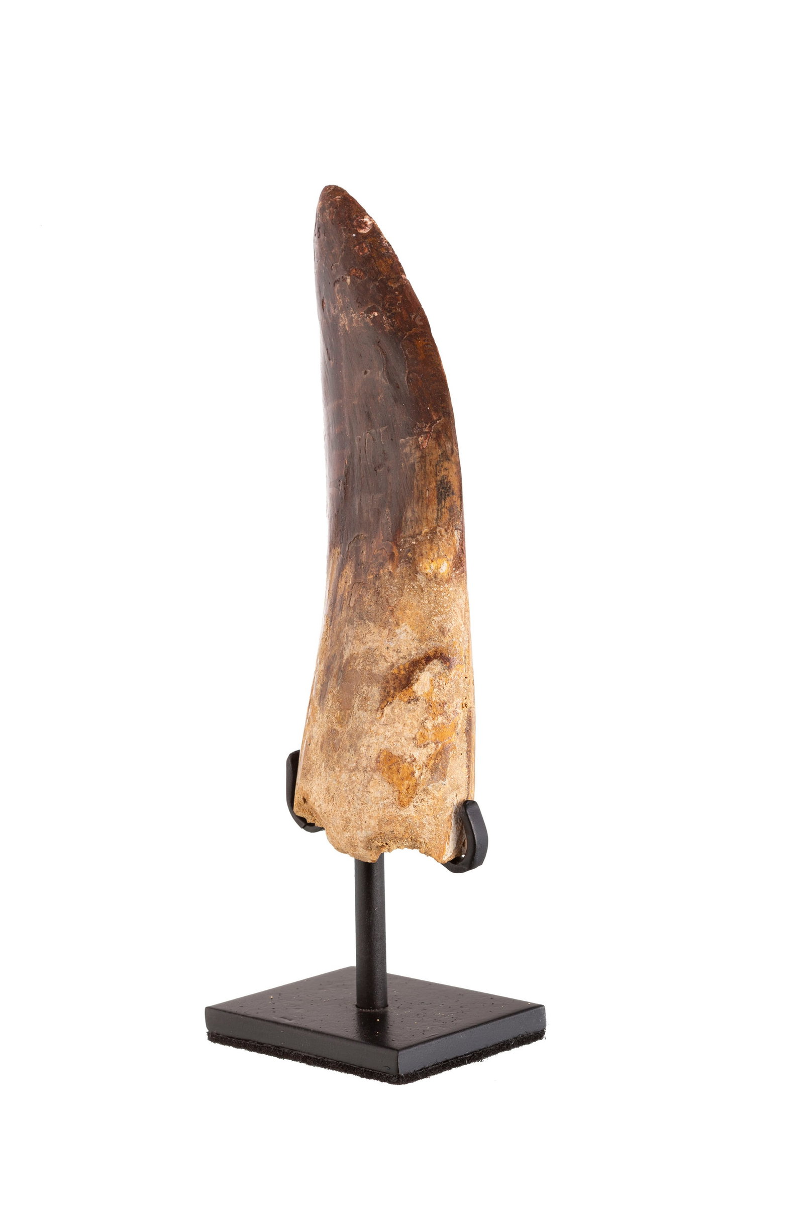 Grande dent de Carcharodontosaurus "T-Rex africain", Maroc, Crétacé (100-93 millions d'ann - 3