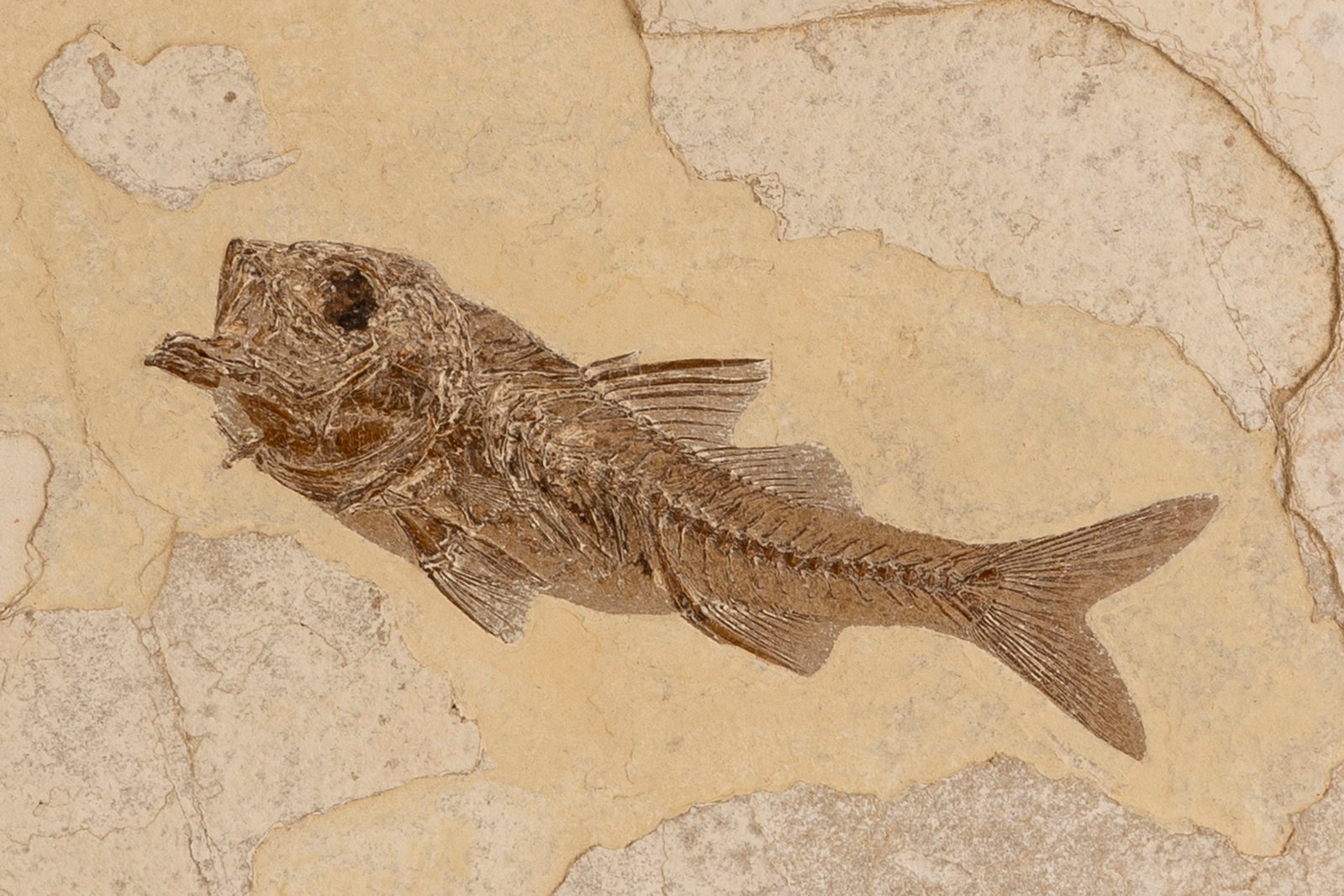 Poisson fossile Dapalis Macrurus, France (Haute Provence), Oligocène (\~30 millions d'anné - 3