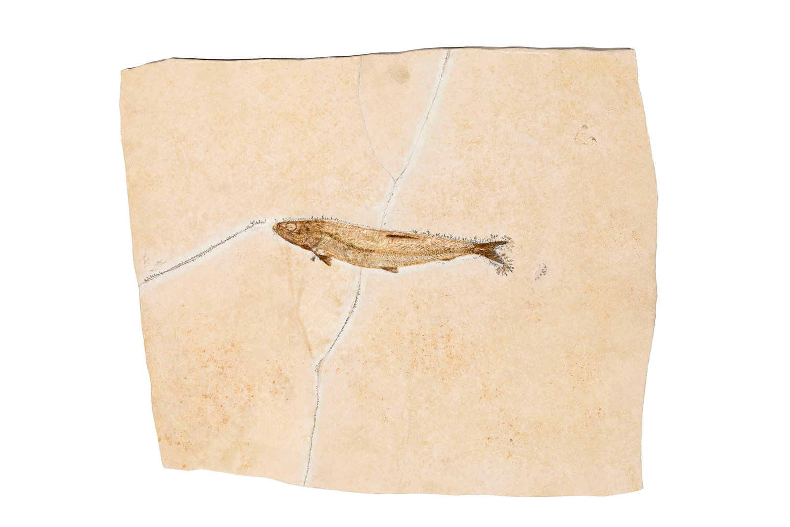 Poisson fossilisé Thrissops formosus, Solnhofen (Allemagne), Jurassique supérieur (\~150 m: Poisson fossilisé Thrissops formosus, Solnhofen (Allemagne), Jurassique supérieur (~150 millions d'années), 38,5 x 44,5 cm Avec crochets de fixation murale