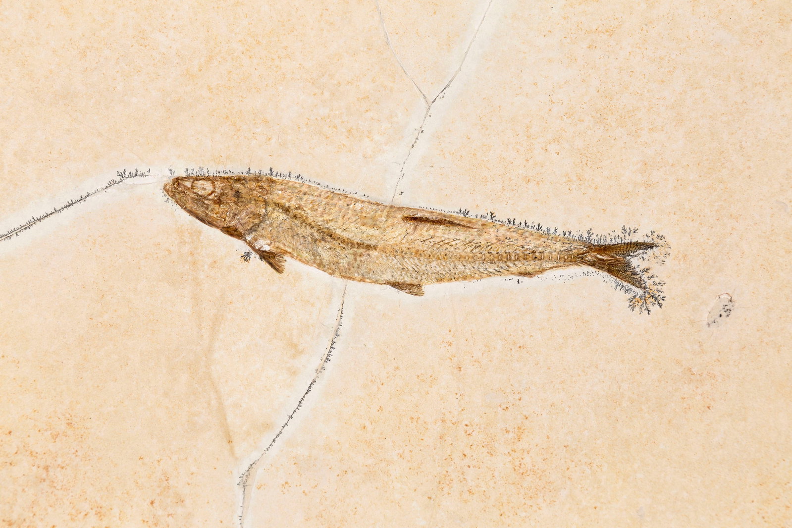 Poisson fossilisé Thrissops formosus, Solnhofen (Allemagne), Jurassique supérieur (\~150 m - 2