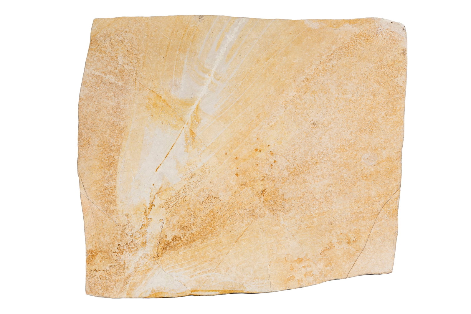 Poisson fossilisé Thrissops formosus, Solnhofen (Allemagne), Jurassique supérieur (\~150 m - 3