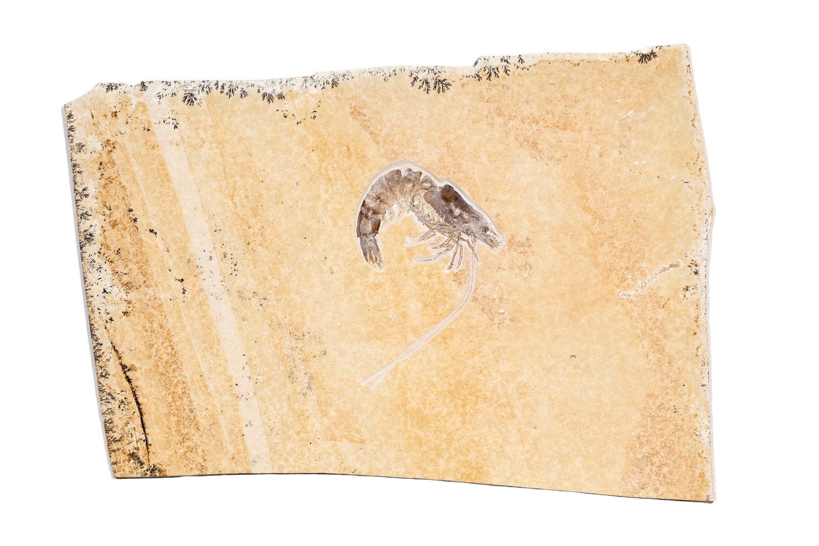 Grande crevette fossilisée Antrimpos speciosus, Solnhofen (Allemagne), Jurassique supérieu: Grande crevette fossilisée Antrimpos speciosus, Solnhofen (Allemagne), Jurassique supérieur (~150 millions d'années), 43 x 29 cm Avec crochets de fixation murale