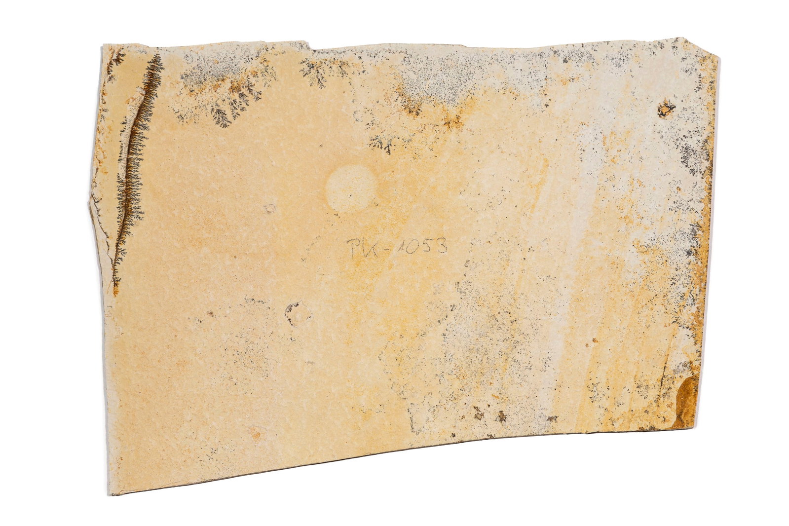 Grande crevette fossilisée Antrimpos speciosus, Solnhofen (Allemagne), Jurassique supérieu - 2