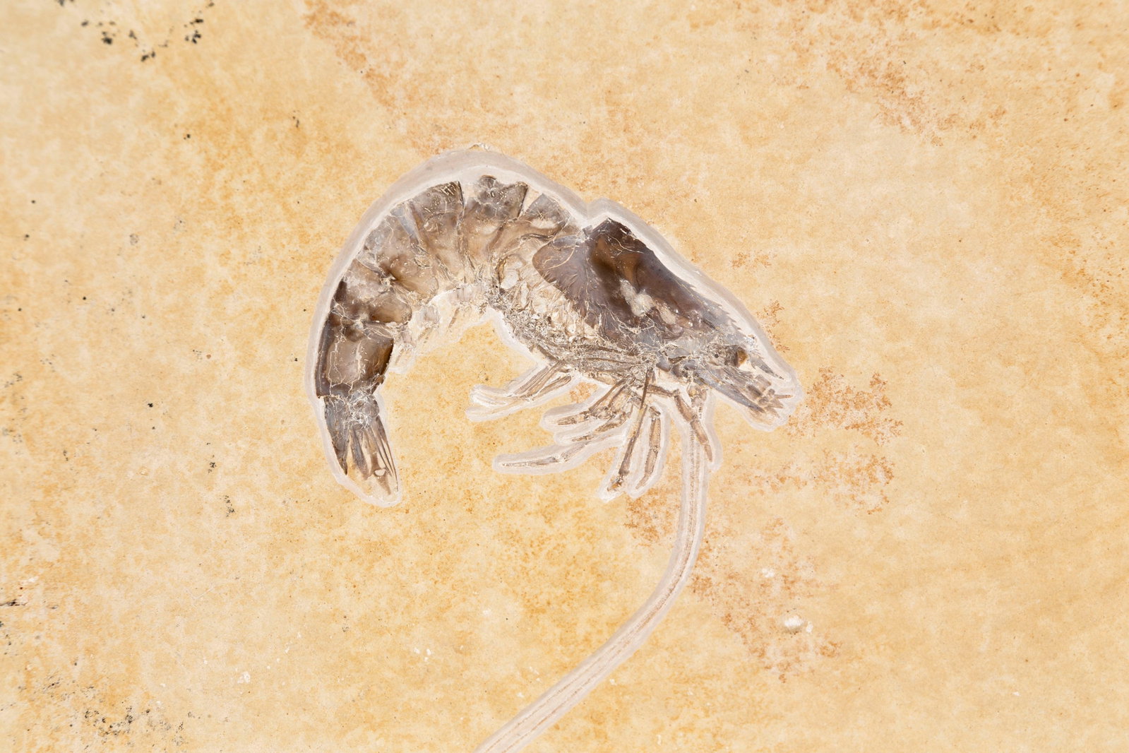Grande crevette fossilisée Antrimpos speciosus, Solnhofen (Allemagne), Jurassique supérieu - 3