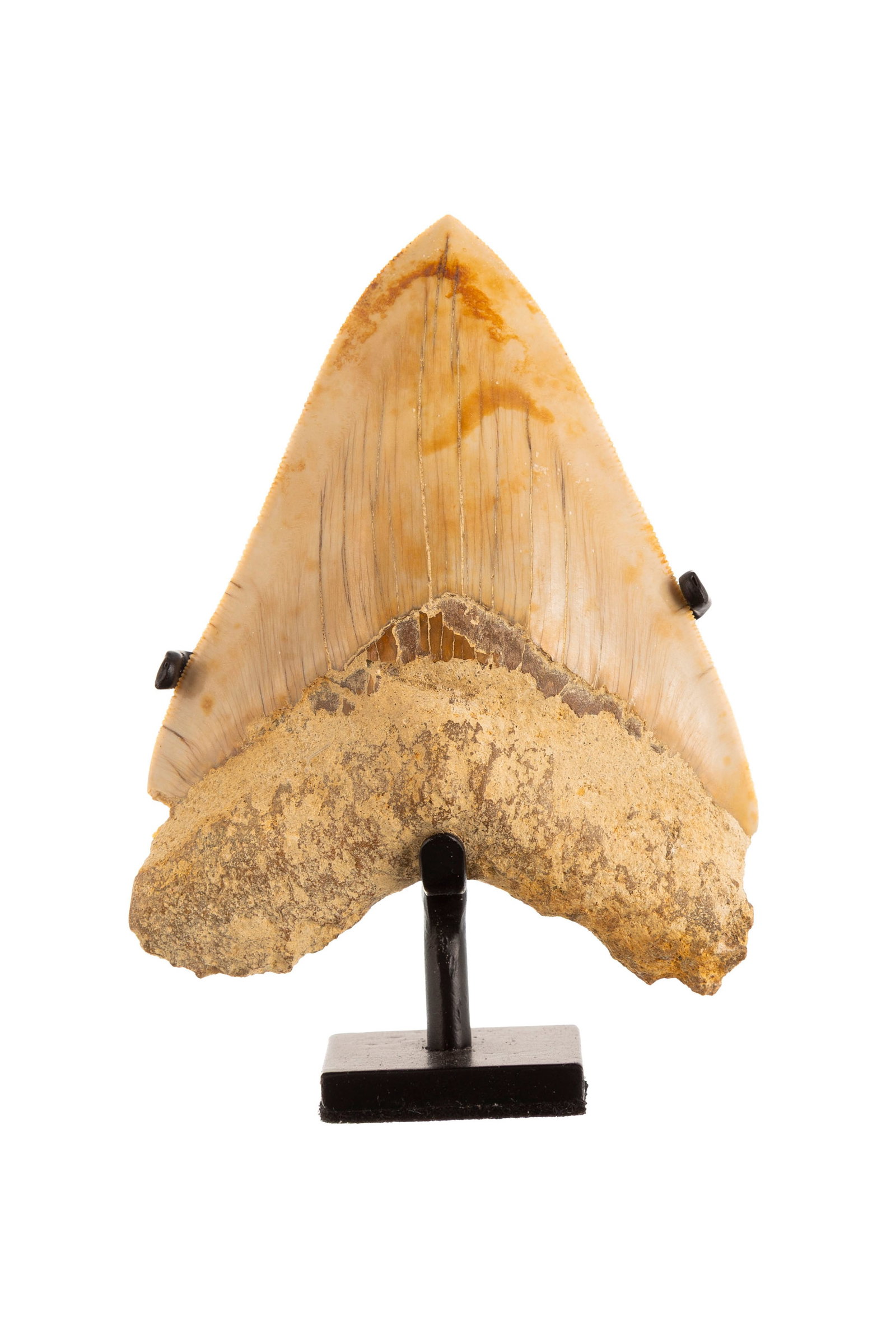 Dent de requin géant Carcharodon Megalodon, Java, Pliocène (5,3 - 2,5 millions d'anné: Dent de requin géant Carcharodon Megalodon, Java, Pliocène (5,3 - 2,5 millions d'années), avec socle sur mesure, h. 11,9 cm