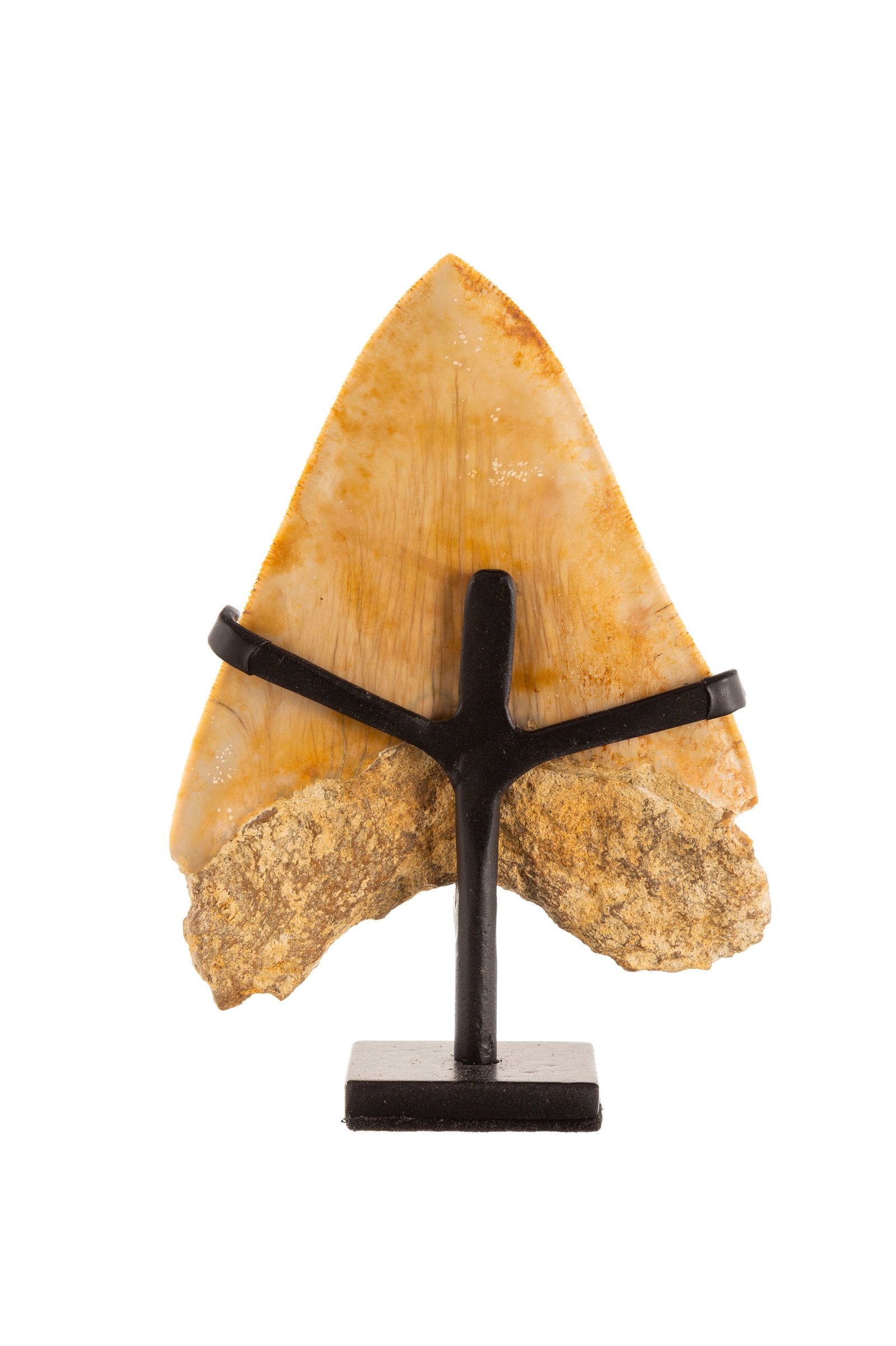 Dent de requin géant Carcharodon Megalodon, Java, Pliocène (5,3 - 2,5 millions d'anné - 3