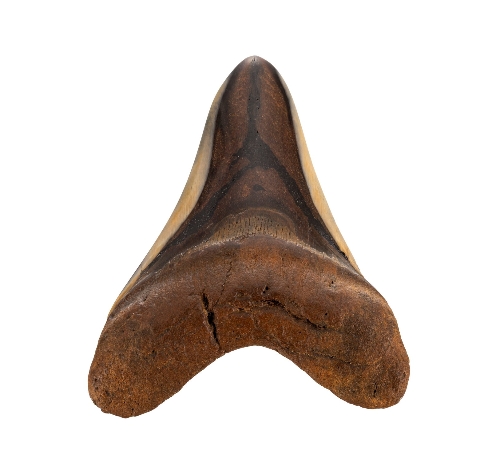Dent de requin géant Carchalodon Megalodon, probablement côte sud-est des USA, Miocèn: Dent de requin géant Carchalodon Megalodon, probablement côte sud-est des USA, Miocène (~20 millions d'années), h. 11,3 cm Condition Erodée et polie