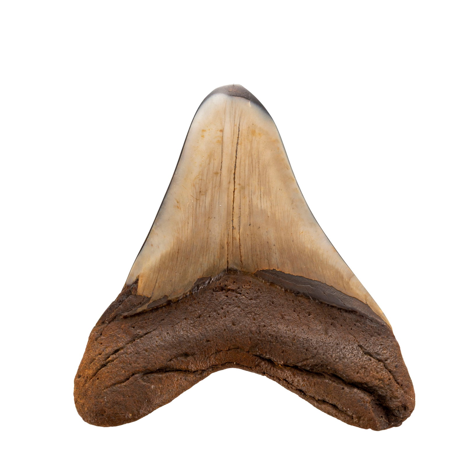 Dent de requin géant Carchalodon Megalodon, probablement côte sud-est des USA, Miocèn - 3