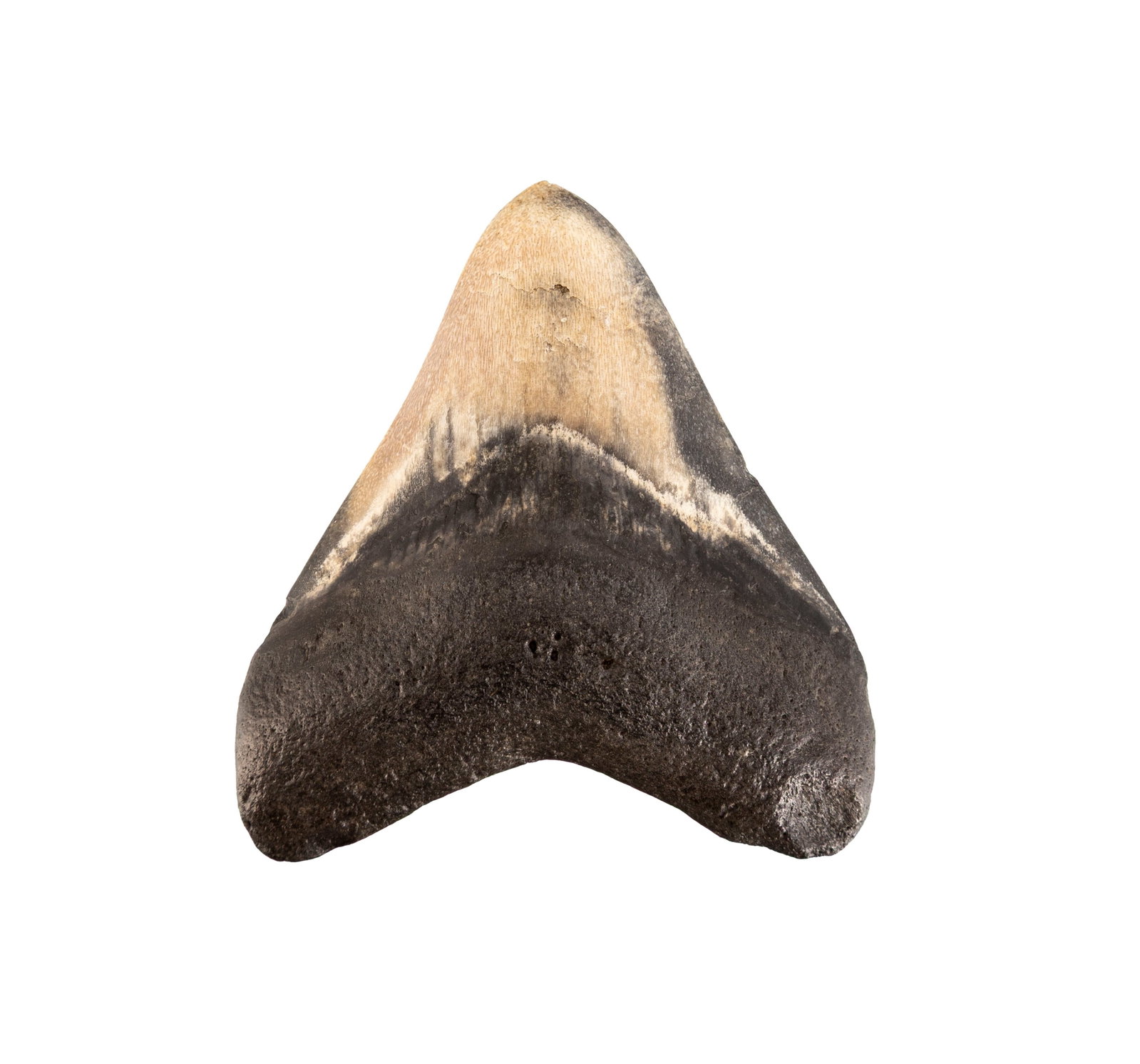 Dent de requin géant Carchalodon Megalodon, probablement côte sud-est des USA, Miocèn: Dent de requin géant Carchalodon Megalodon, probablement côte sud-est des USA, Miocène (~20 millions d'années), h. 7 cm Condition Polie