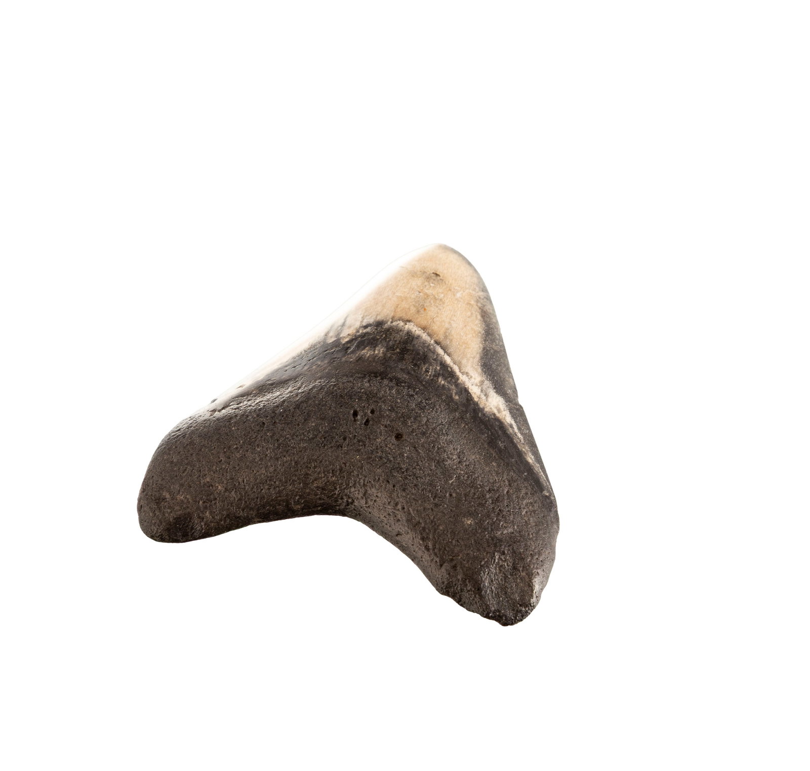 Dent de requin géant Carchalodon Megalodon, probablement côte sud-est des USA, Miocèn - 2