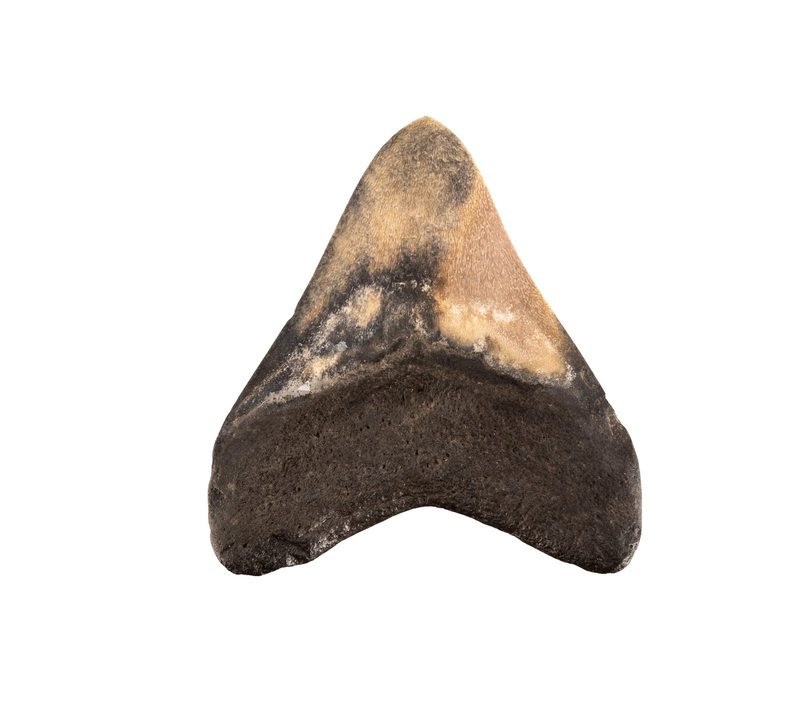 Dent de requin géant Carchalodon Megalodon, probablement côte sud-est des USA, Miocèn - 3