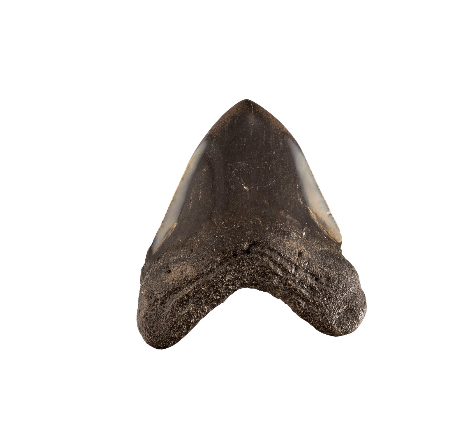 Dent de requin géant Carchalodon Megalodon, probablement côte sud-est des USA, Miocèn: Dent de requin géant Carchalodon Megalodon, probablement côte sud-est des USA, Miocène (~20 millions d'années), h. 6,9 cm Condition Polie