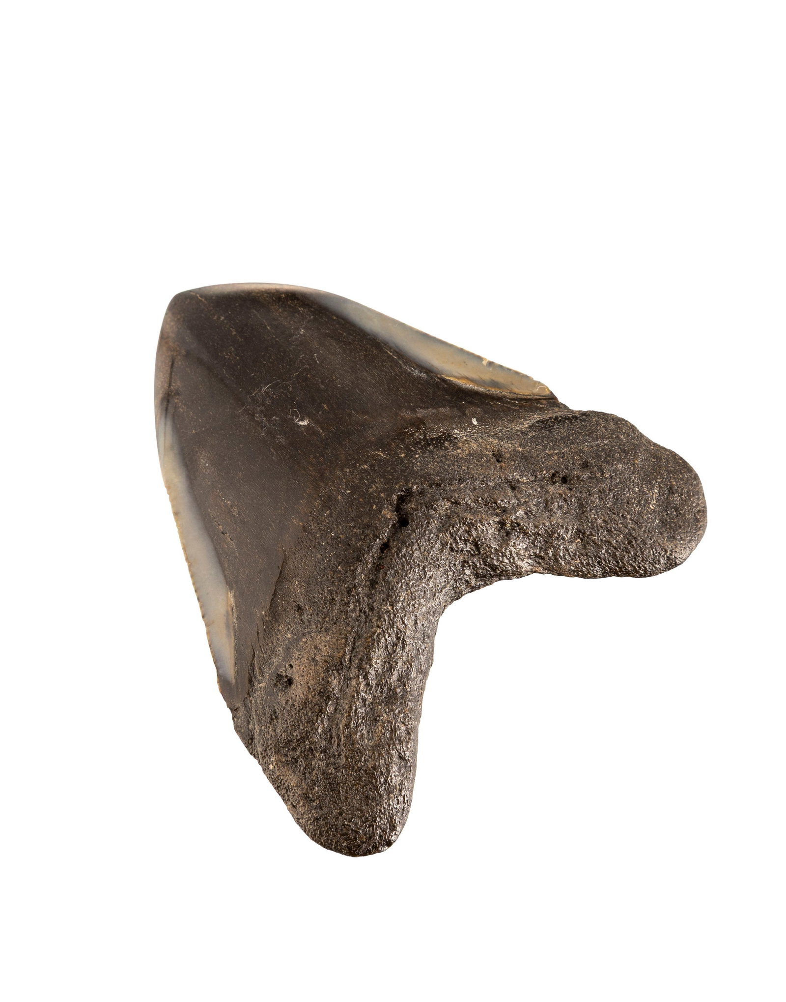 Dent de requin géant Carchalodon Megalodon, probablement côte sud-est des USA, Miocèn - 2