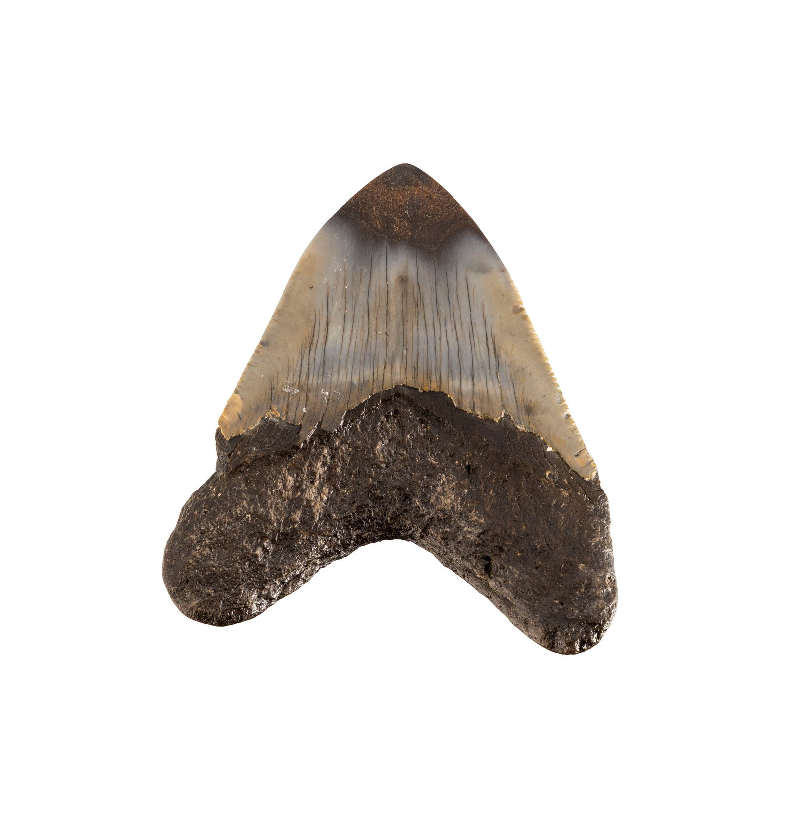 Dent de requin géant Carchalodon Megalodon, probablement côte sud-est des USA, Miocèn - 3