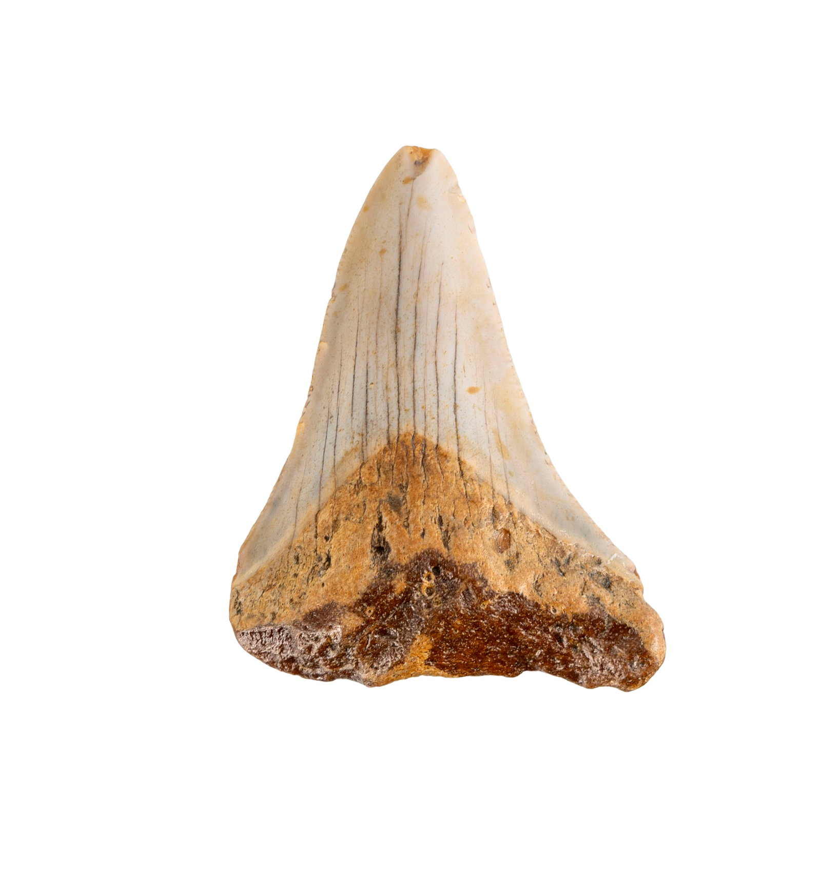 Dent de requin géant Carchalodon Megalodon, probablement côte sud-est des USA, Miocèn: Dent de requin géant Carchalodon Megalodon, probablement côte sud-est des USA, Miocène (~20 millions d'années), h. 5,8 cm