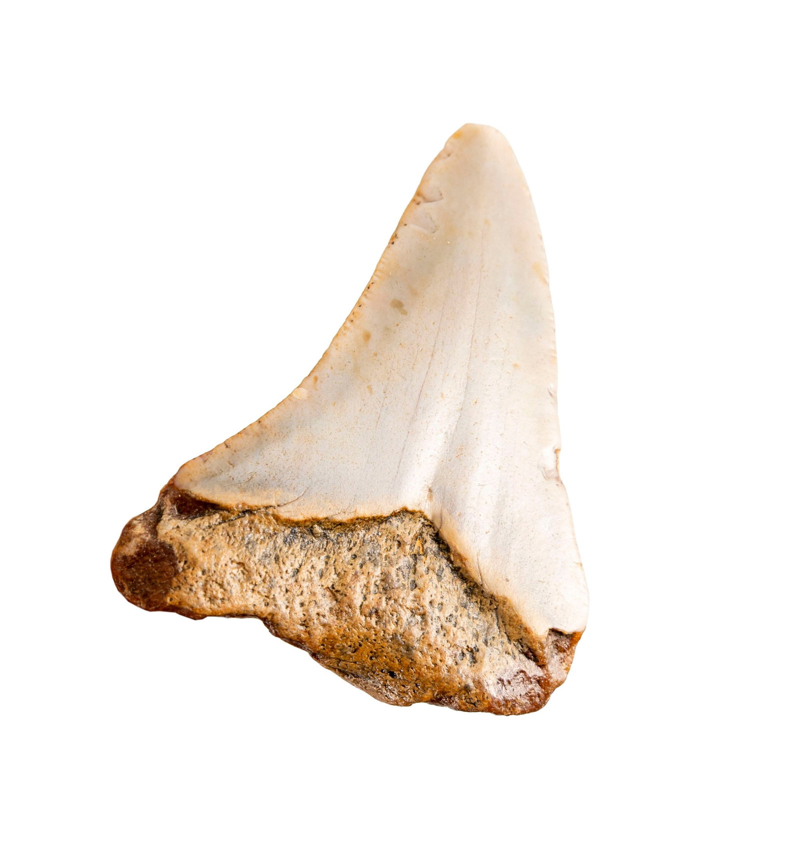 Dent de requin géant Carchalodon Megalodon, probablement côte sud-est des USA, Miocèn - 2