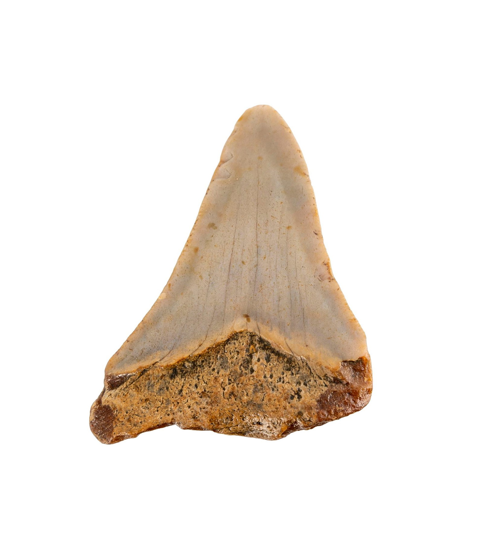 Dent de requin géant Carchalodon Megalodon, probablement côte sud-est des USA, Miocèn - 3