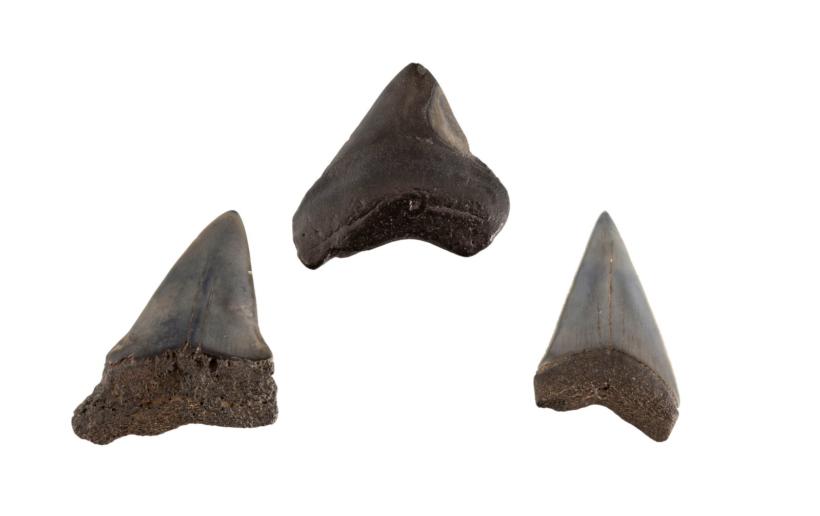 Lot de 3 dents de requin fossilisées, h. 3,9, 4,4, et 4,6 cm: Lot de 3 dents de requin fossilisées, h. 3,9, 4,4, et 4,6 cm Condition Polies