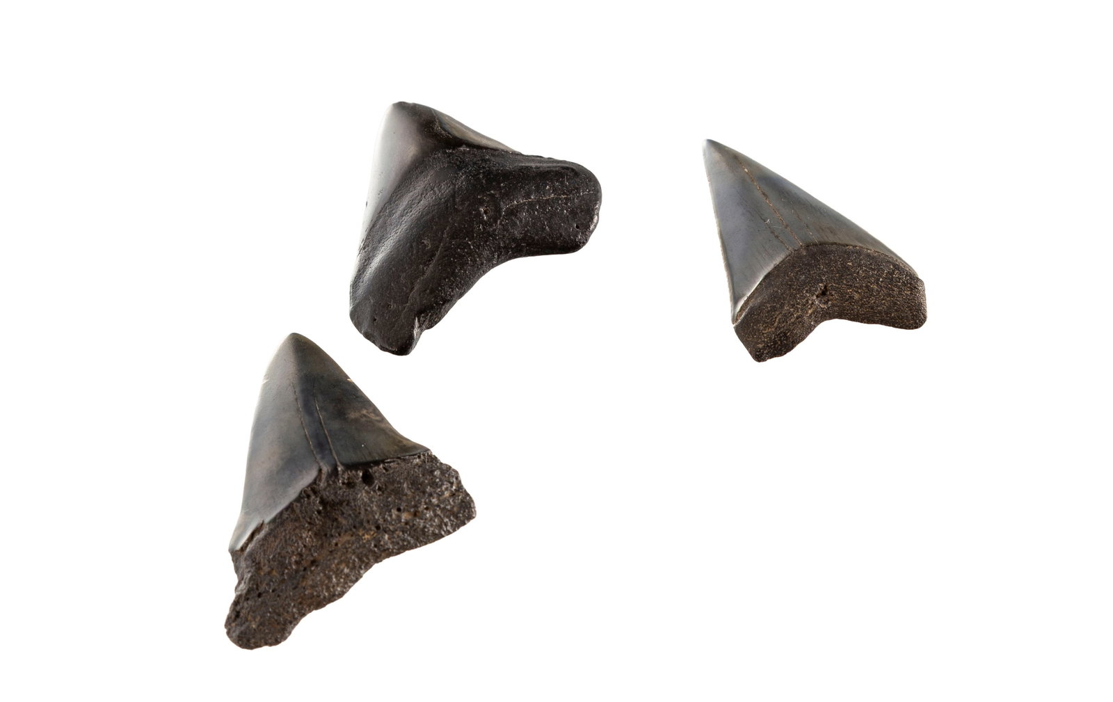 Lot de 3 dents de requin fossilisées, h. 3,9, 4,4, et 4,6 cm - 2