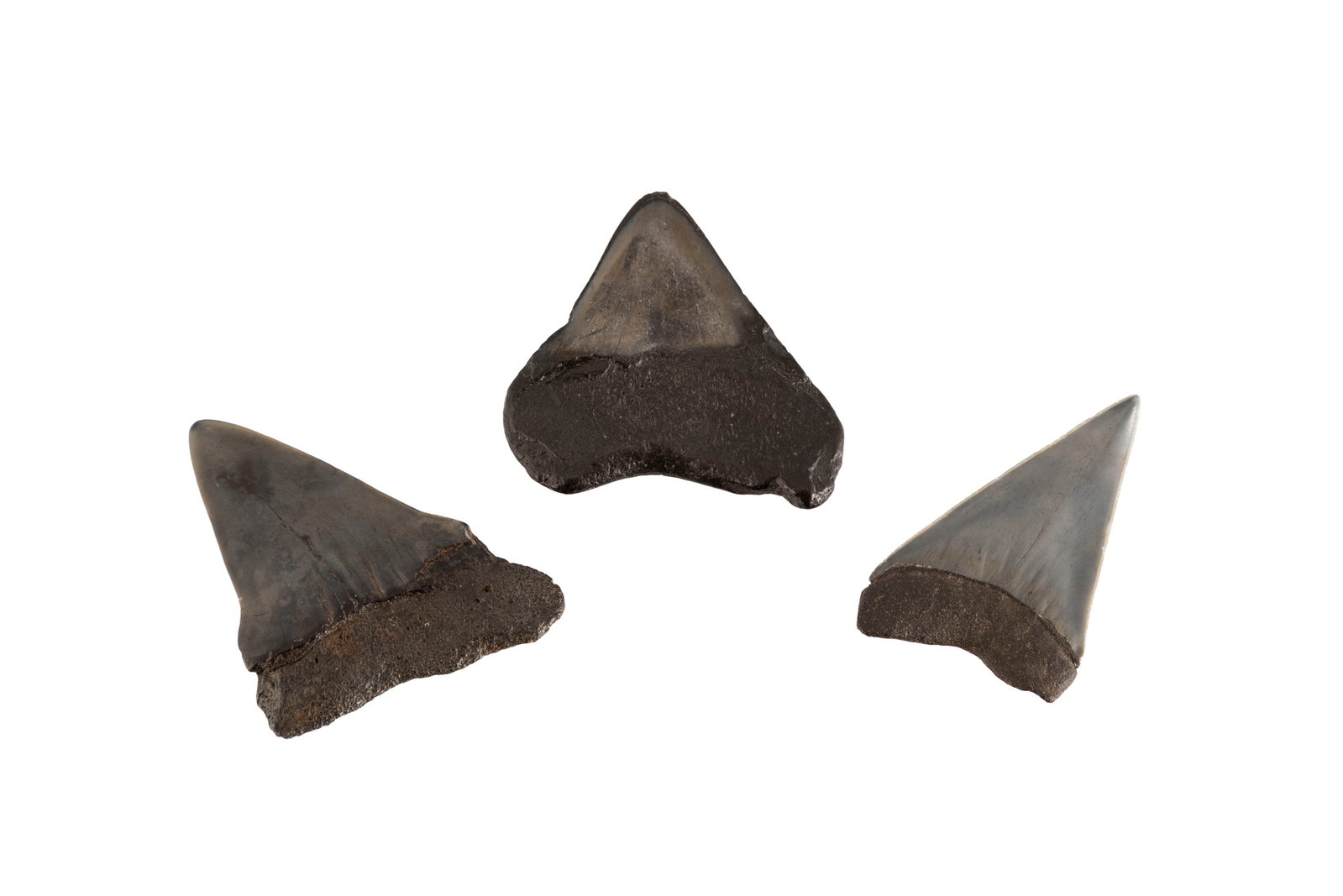 Lot de 3 dents de requin fossilisées, h. 3,9, 4,4, et 4,6 cm - 3