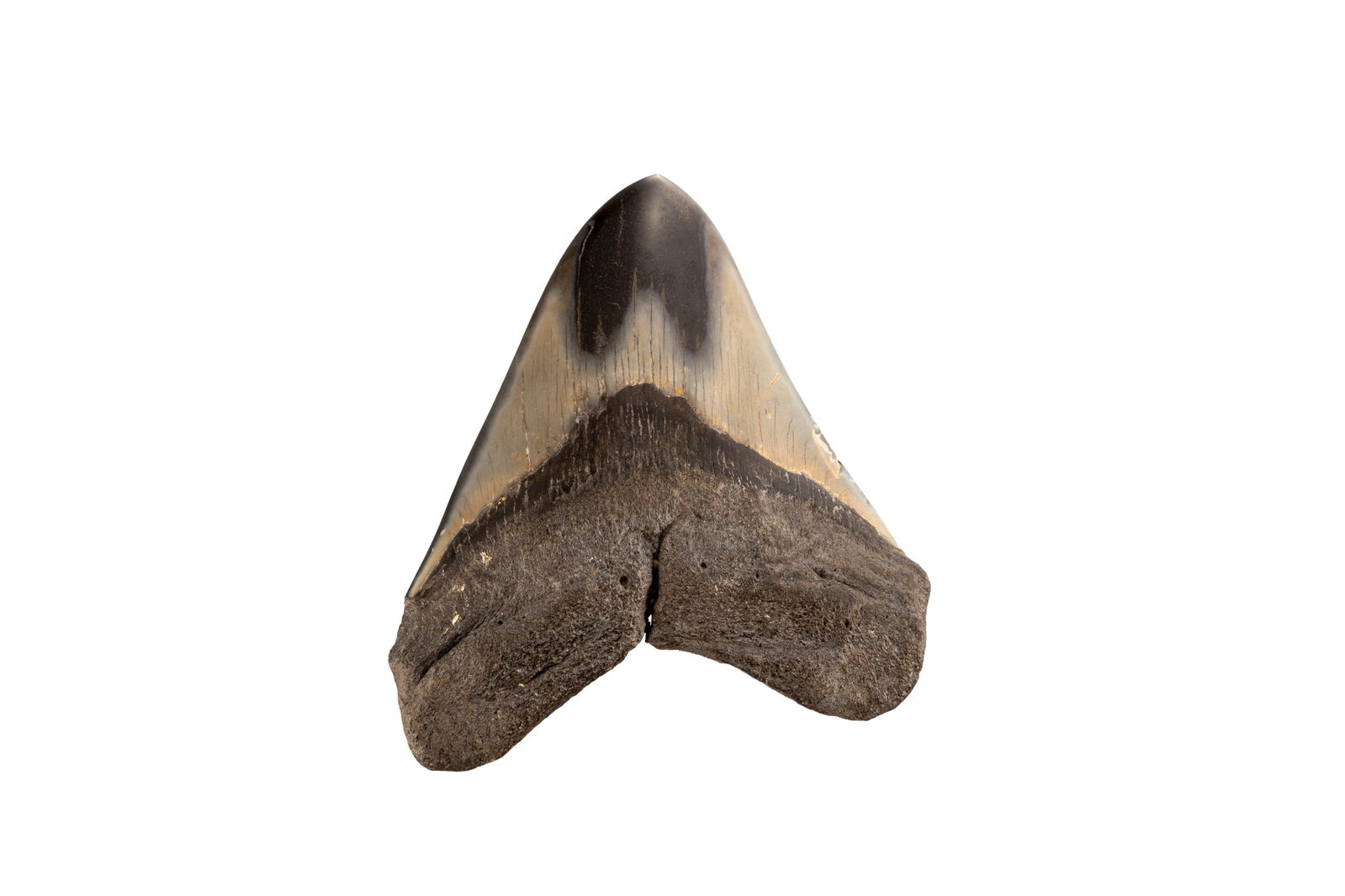 Dent de requin géant Carchalodon Megalodon, côte sud-est des USA, Miocène (\~20 milli: Dent de requin géant Carchalodon Megalodon, côte sud-est des USA, Miocène (~20 millions d'années), h. 12,3 cm Condition Polie
