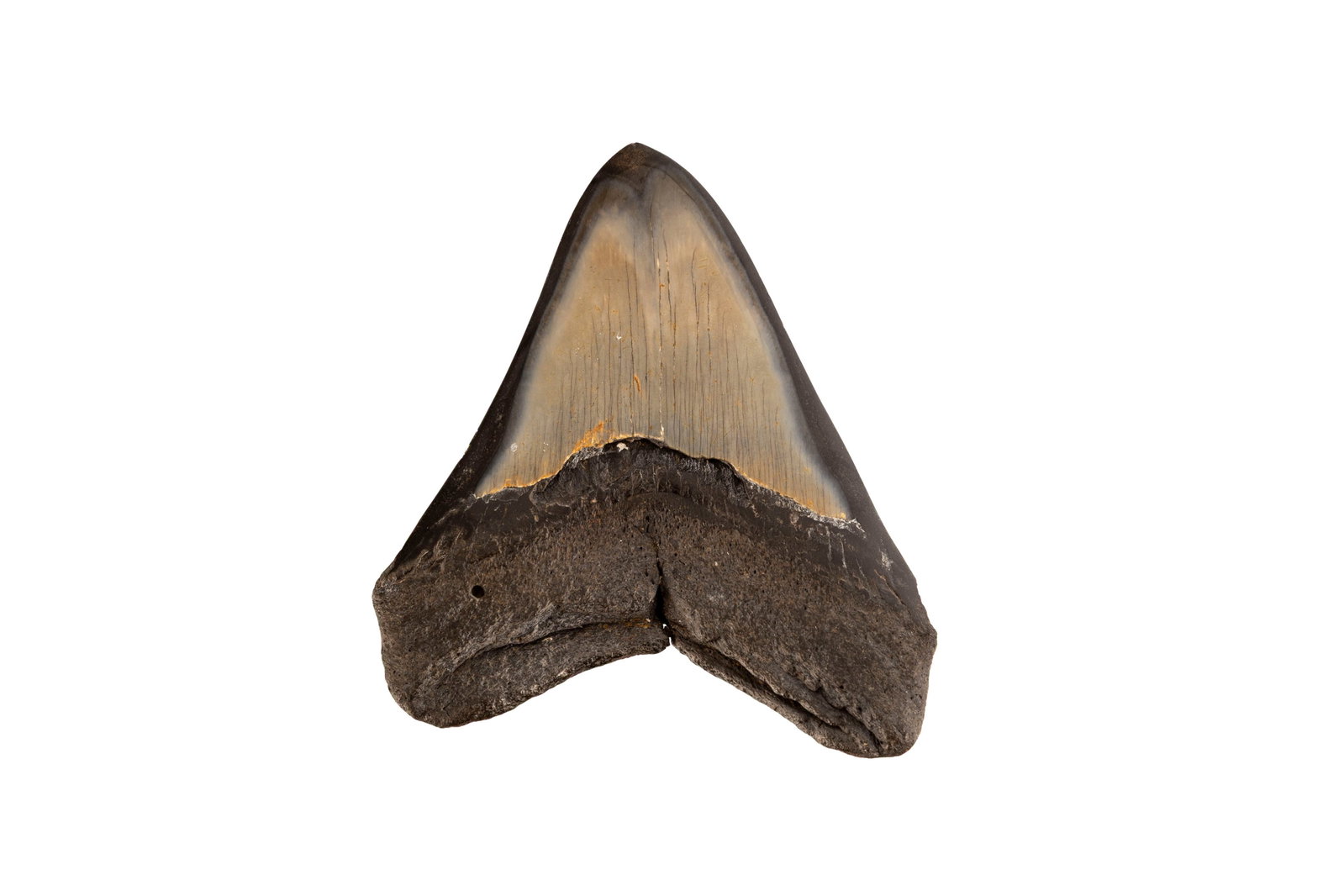 Dent de requin géant Carchalodon Megalodon, côte sud-est des USA, Miocène (\~20 milli - 2