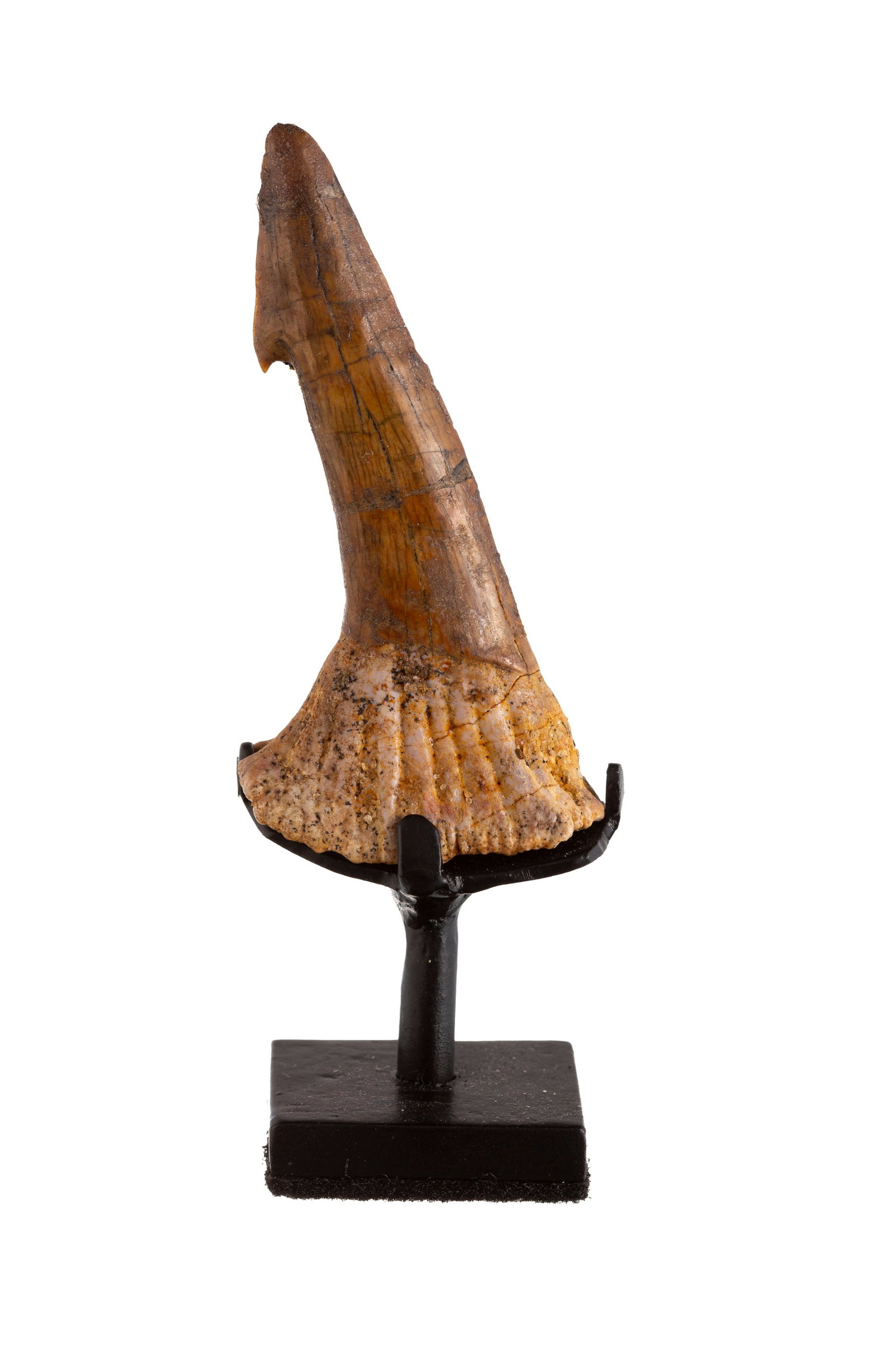 Dent rostrale fossile de requin scie Onchopristris numidus, plateau des Kem Kem, Crétacé c: Dent rostrale fossile de requin scie Onchopristris numidus, plateau des Kem Kem, Crétacé cénomanien (~97 millions d'années), avec socle sur mesure, h. 7 cm