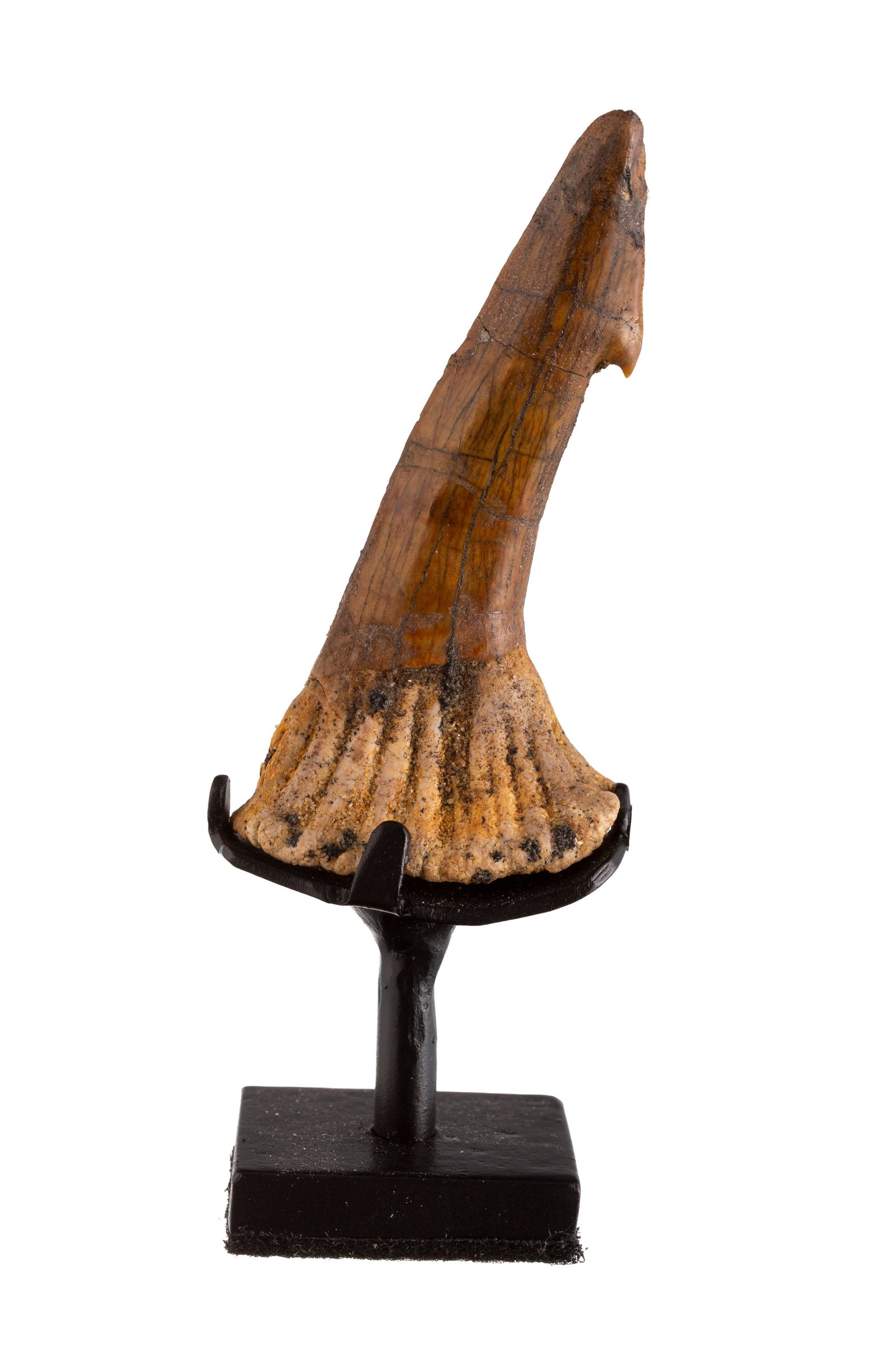 Dent rostrale fossile de requin scie Onchopristris numidus, plateau des Kem Kem, Crétacé c - 2